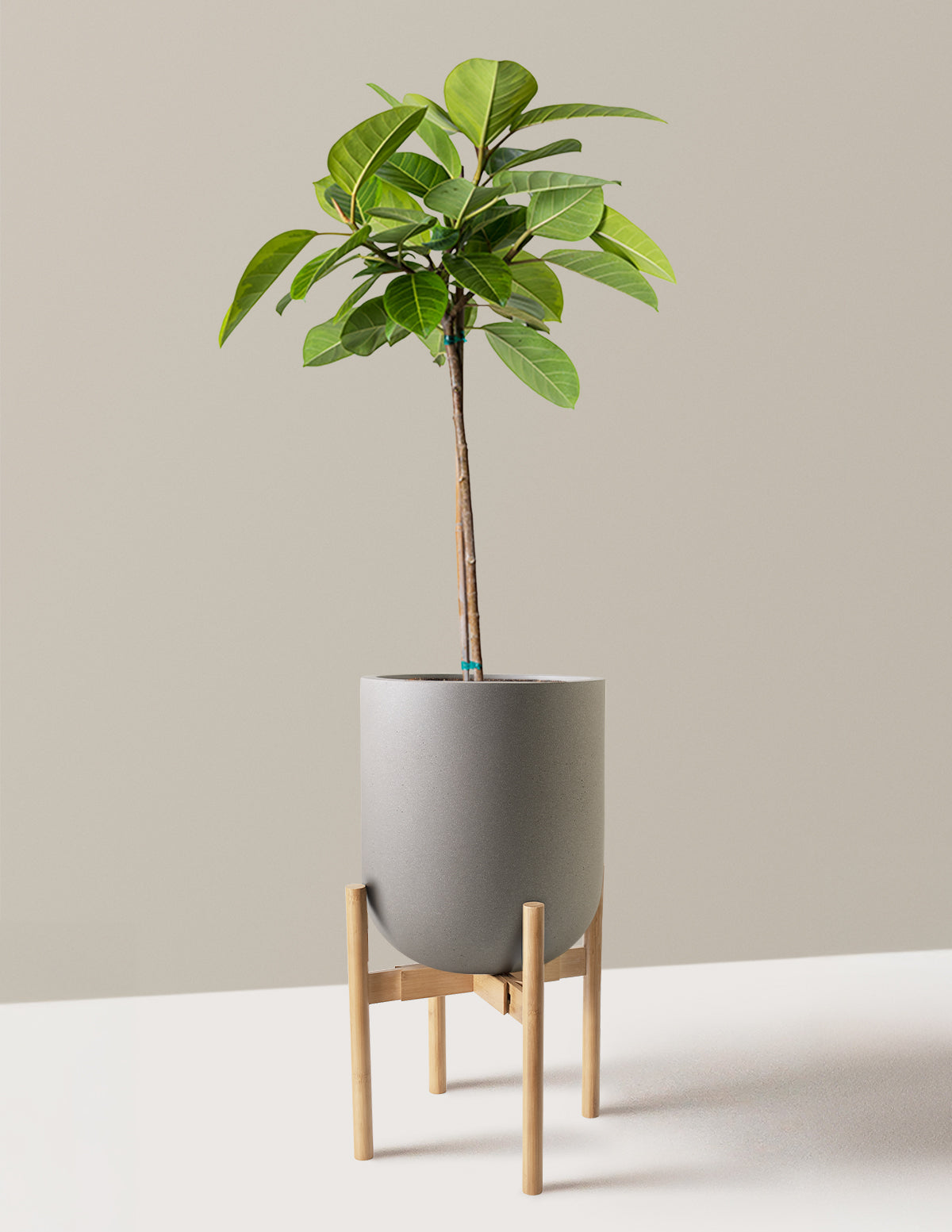 Large Ficus Altissima Tree