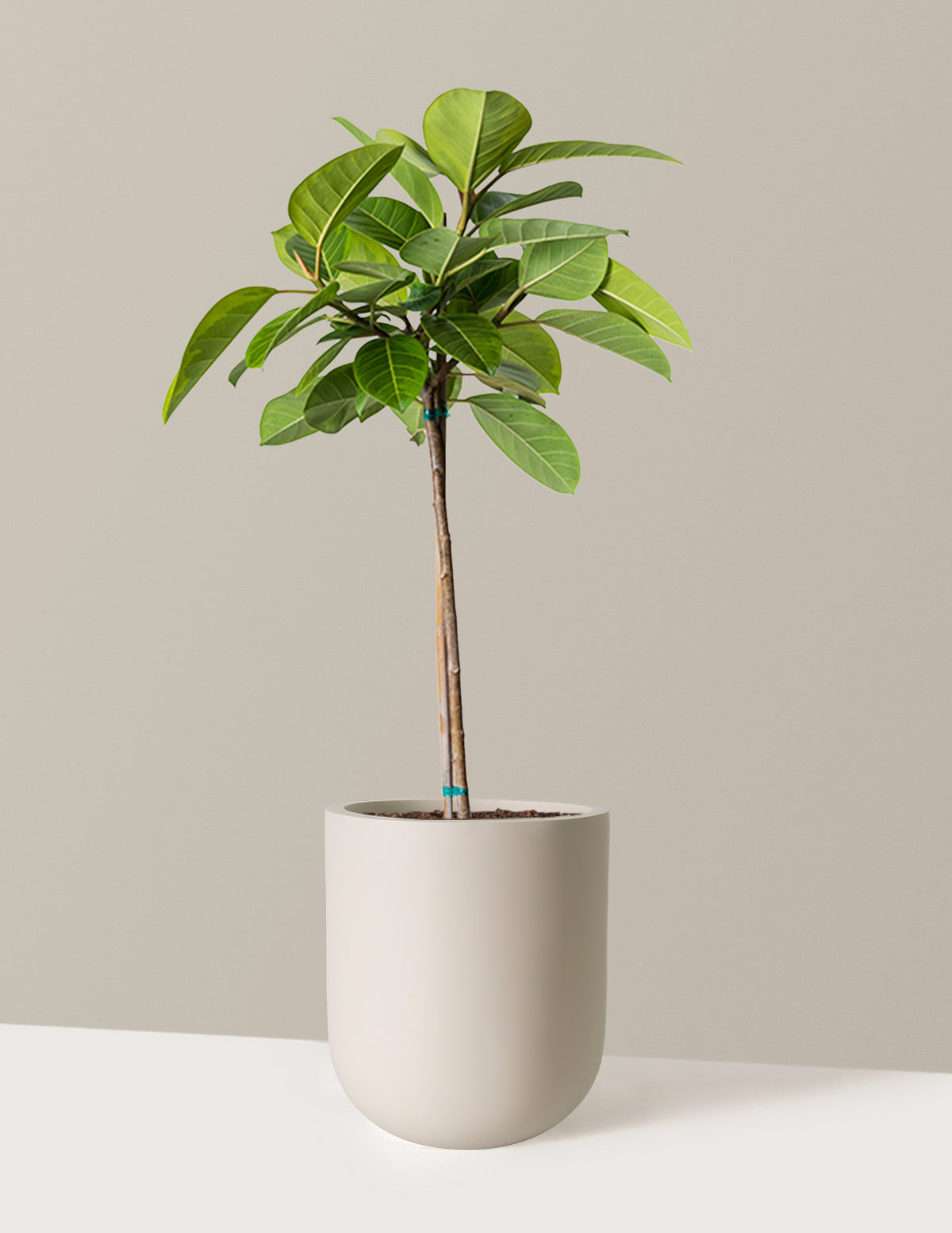 Large Ficus Altissima Tree