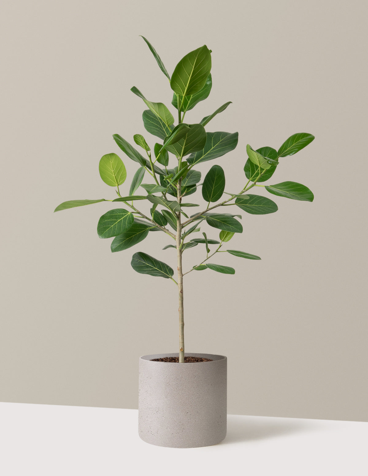 Ficus Audrey Tree
