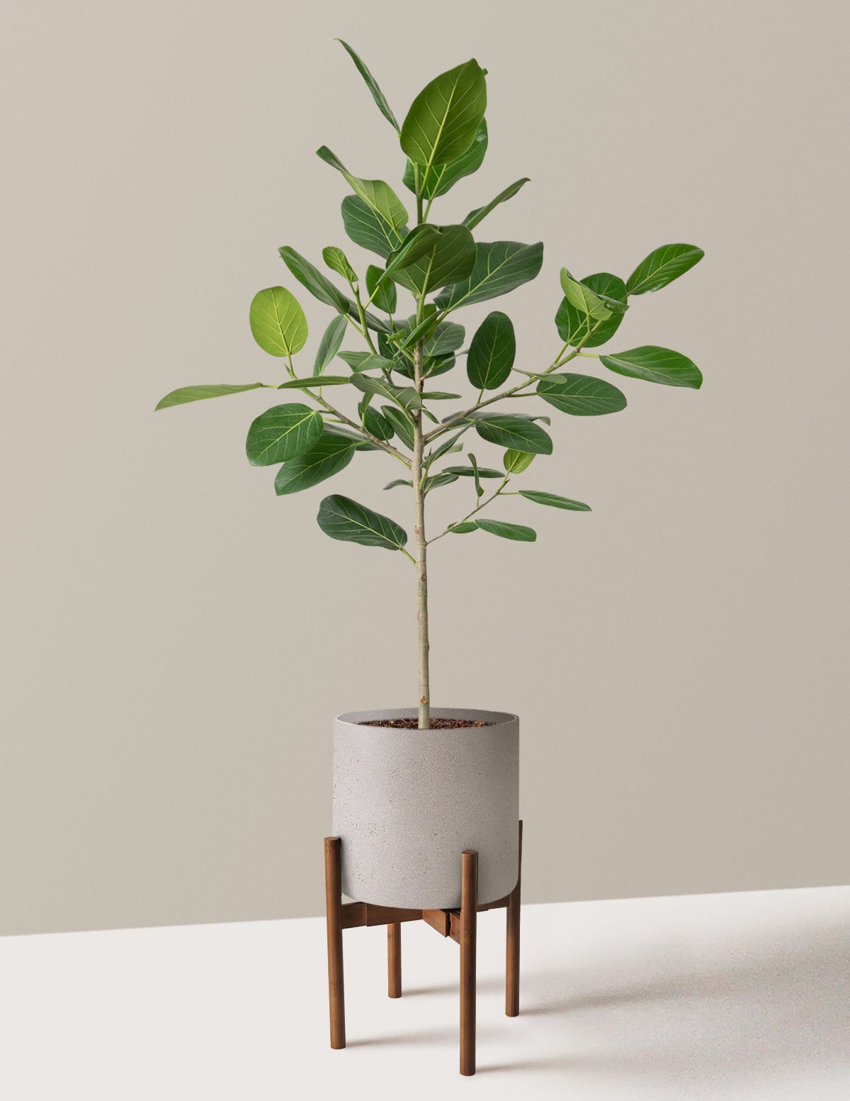 Ficus Audrey Tree