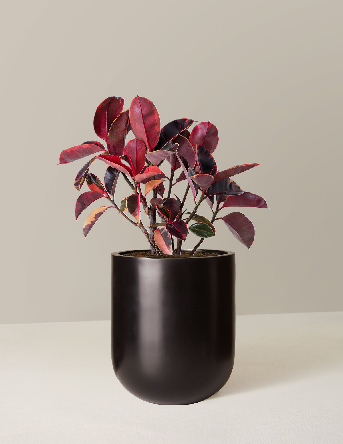 Ficus Ruby