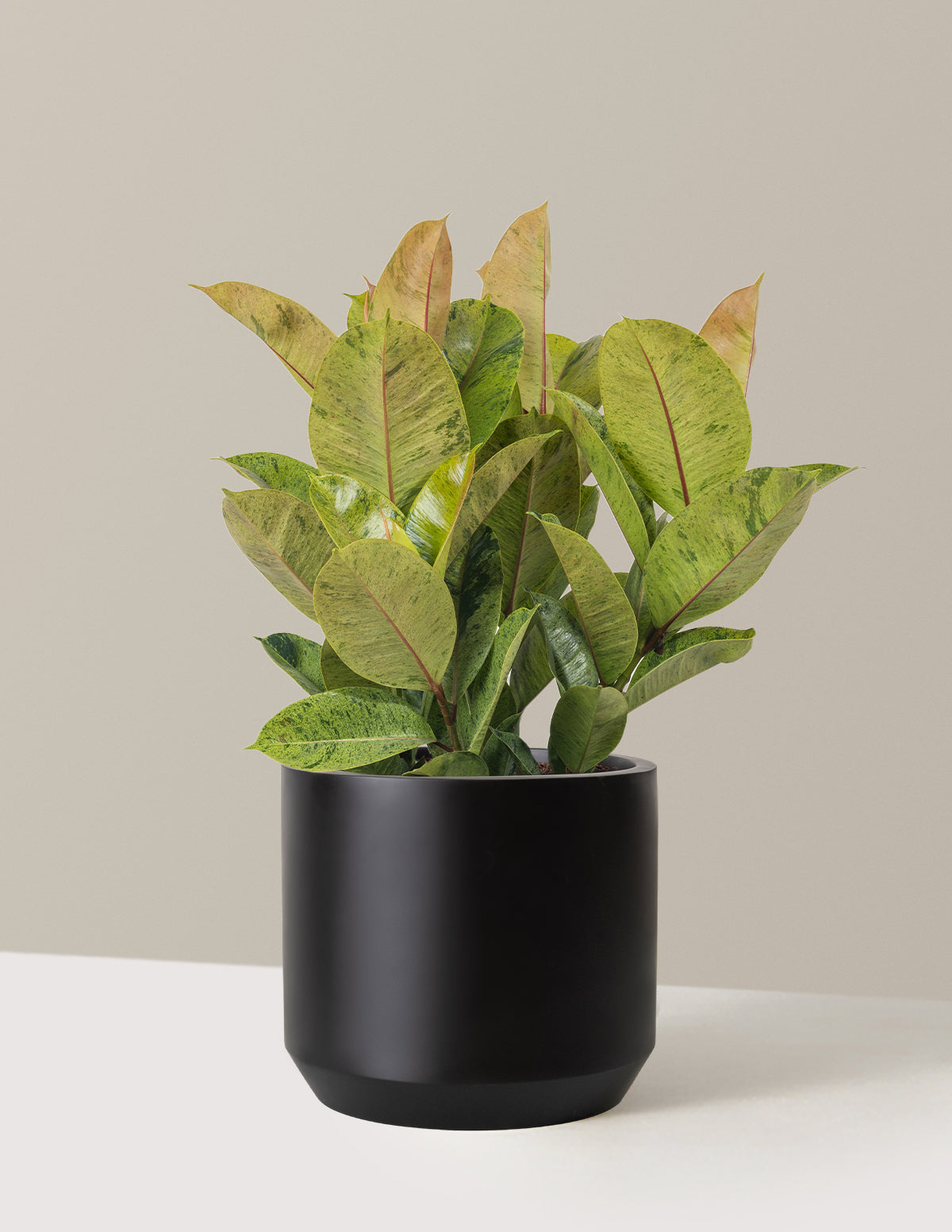 Ficus Shivereana