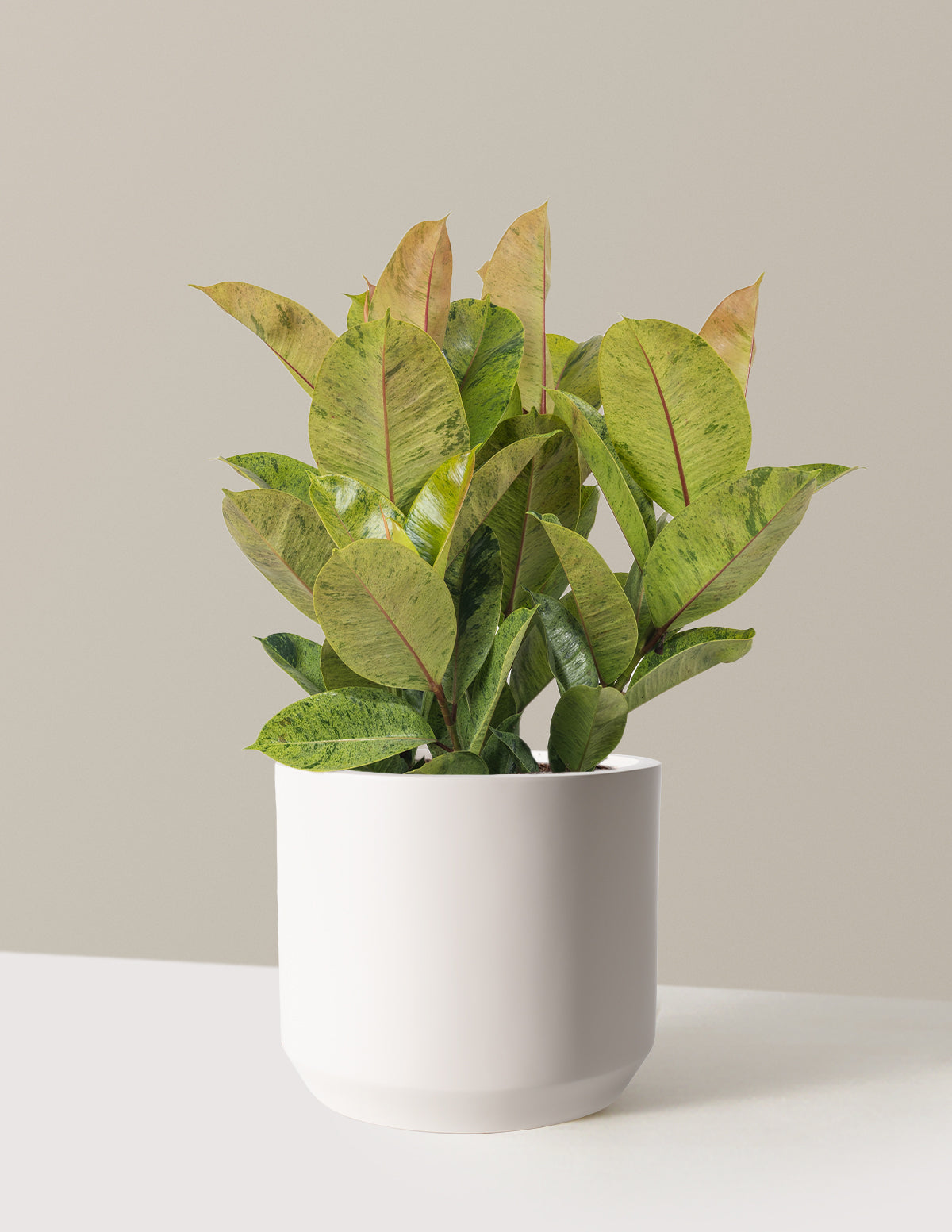 Ficus Shivereana