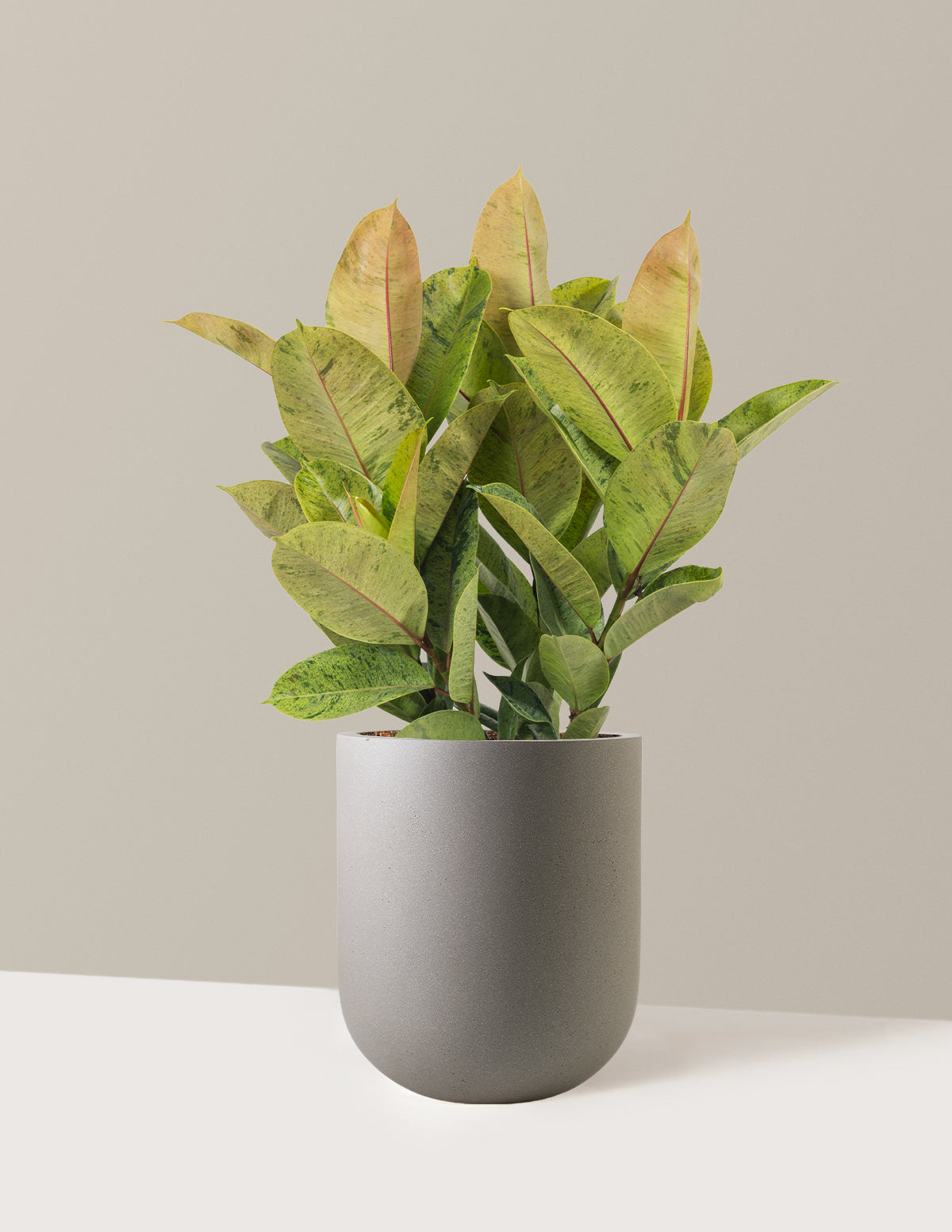 Ficus Shivereana