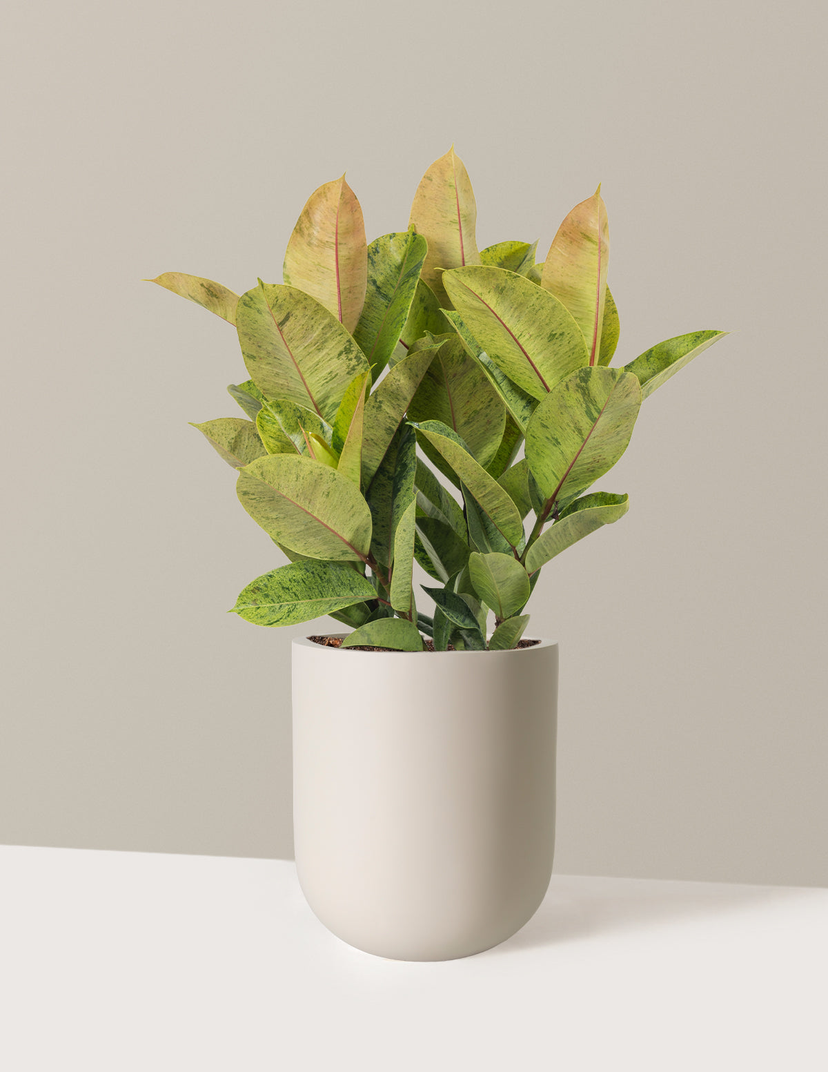 Ficus Shivereana