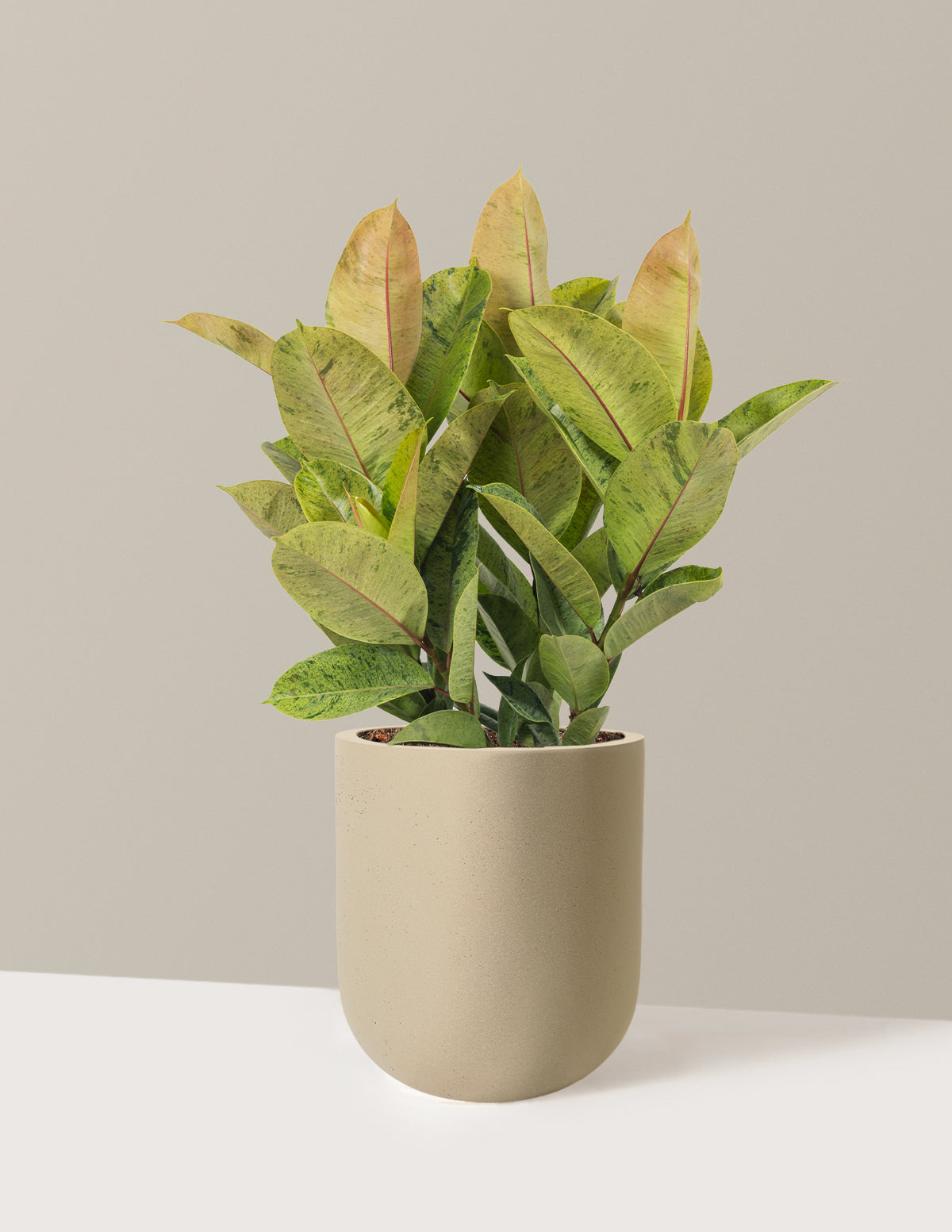 Ficus Shivereana