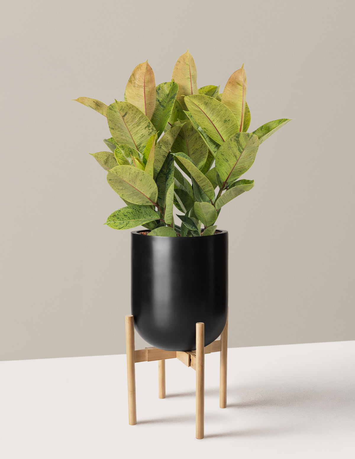 Ficus Shivereana