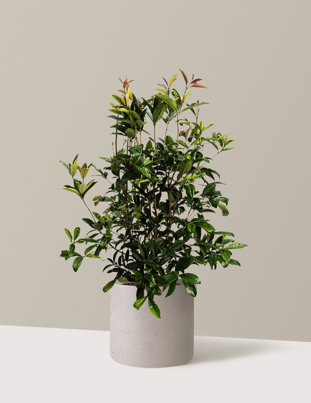 Fragrant Tea Olive Tree