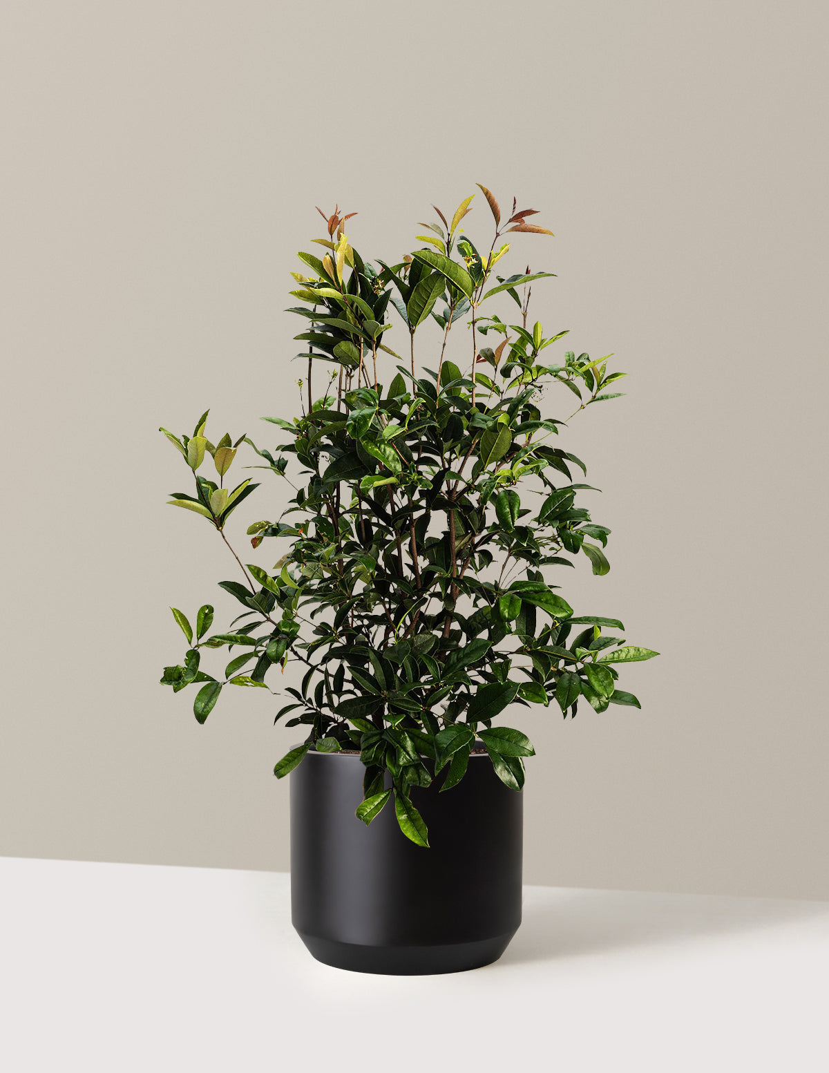 Fragrant Tea Olive Tree