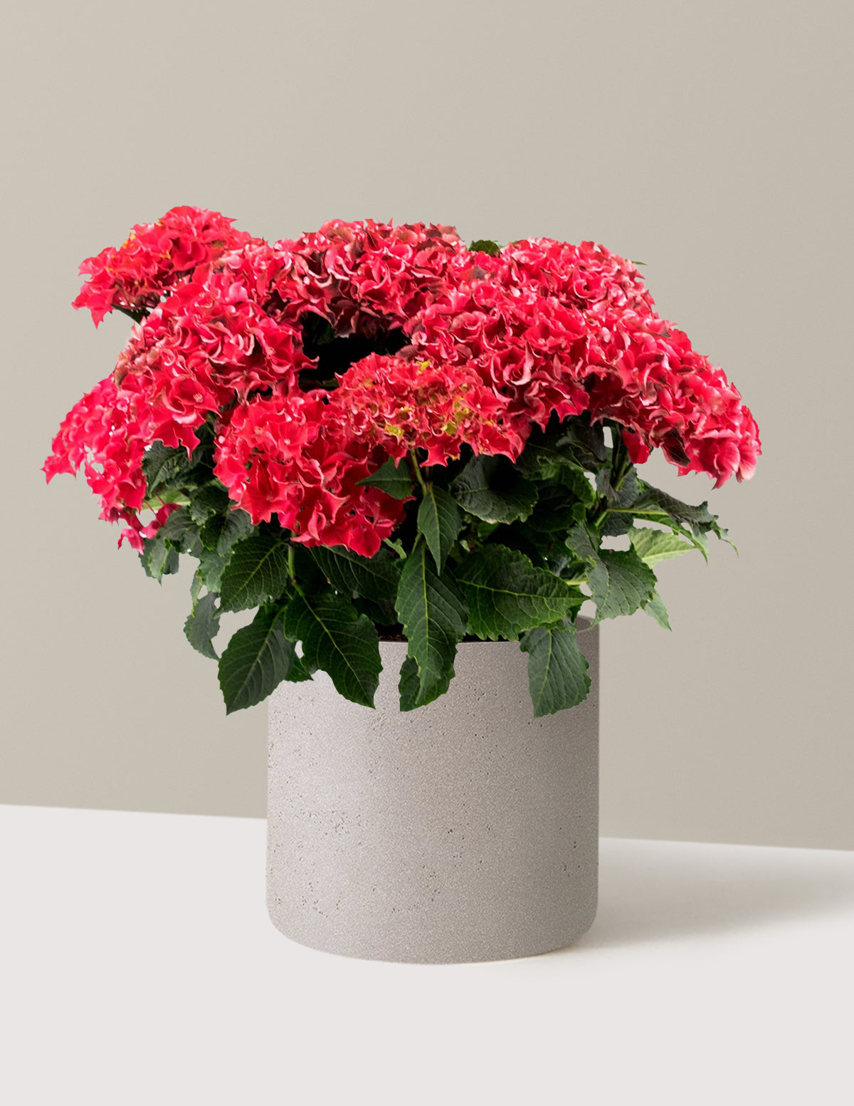 Frill Ride™ Hydrangea