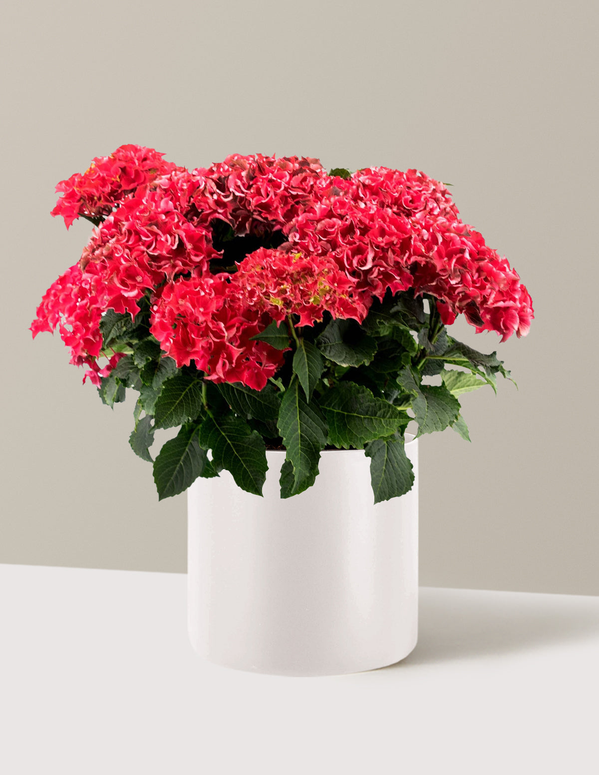 Frill Ride™ Hydrangea