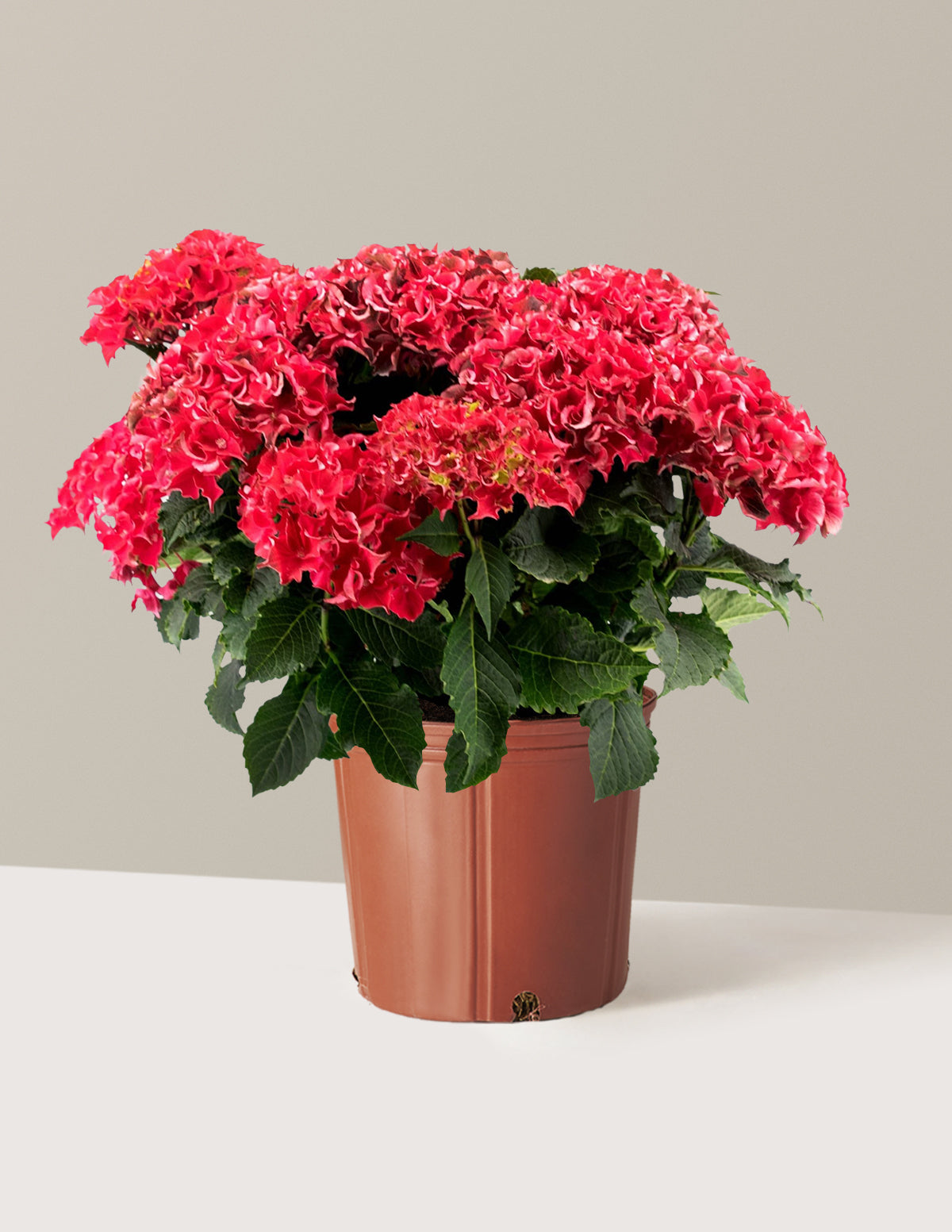 Frill Ride™ Hydrangea