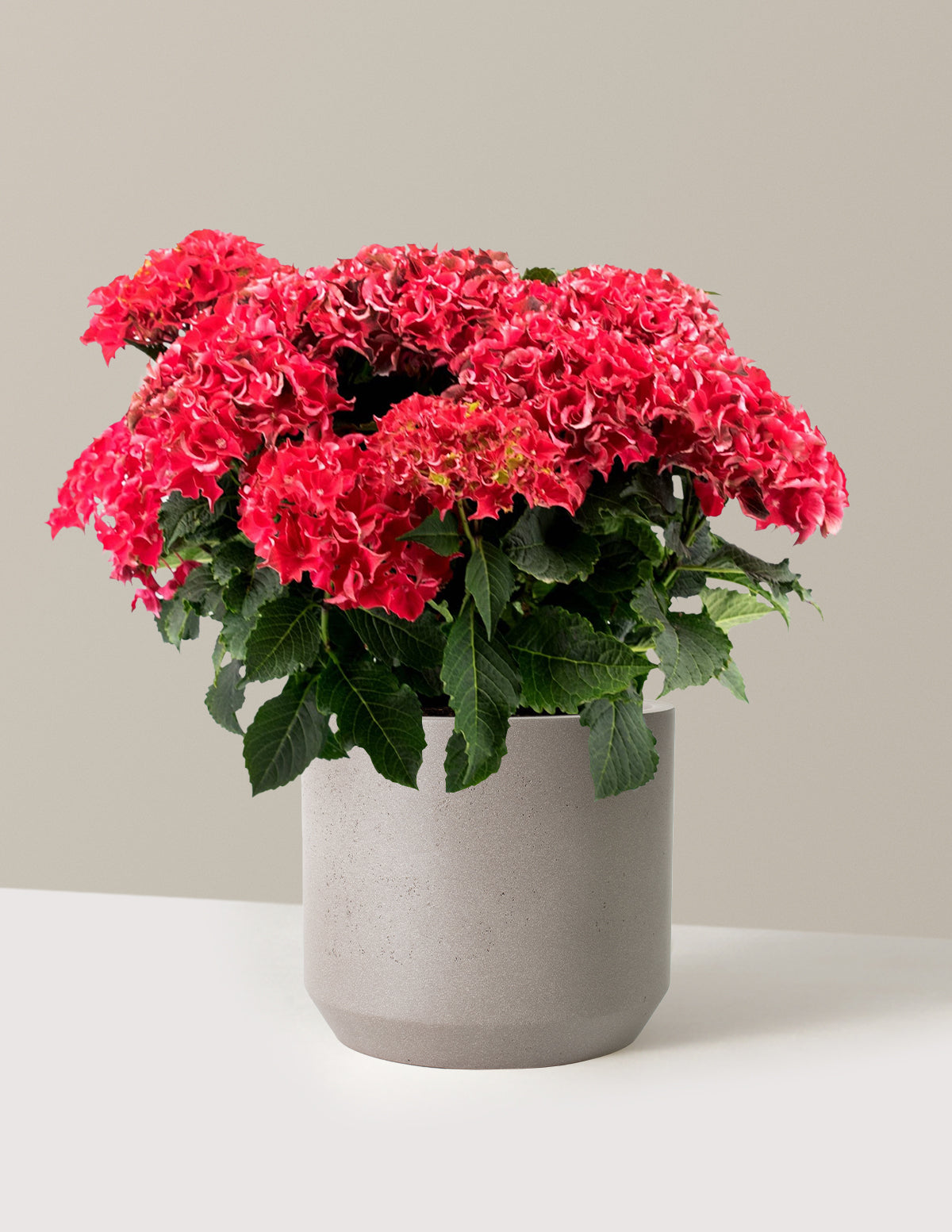 Frill Ride™ Hydrangea