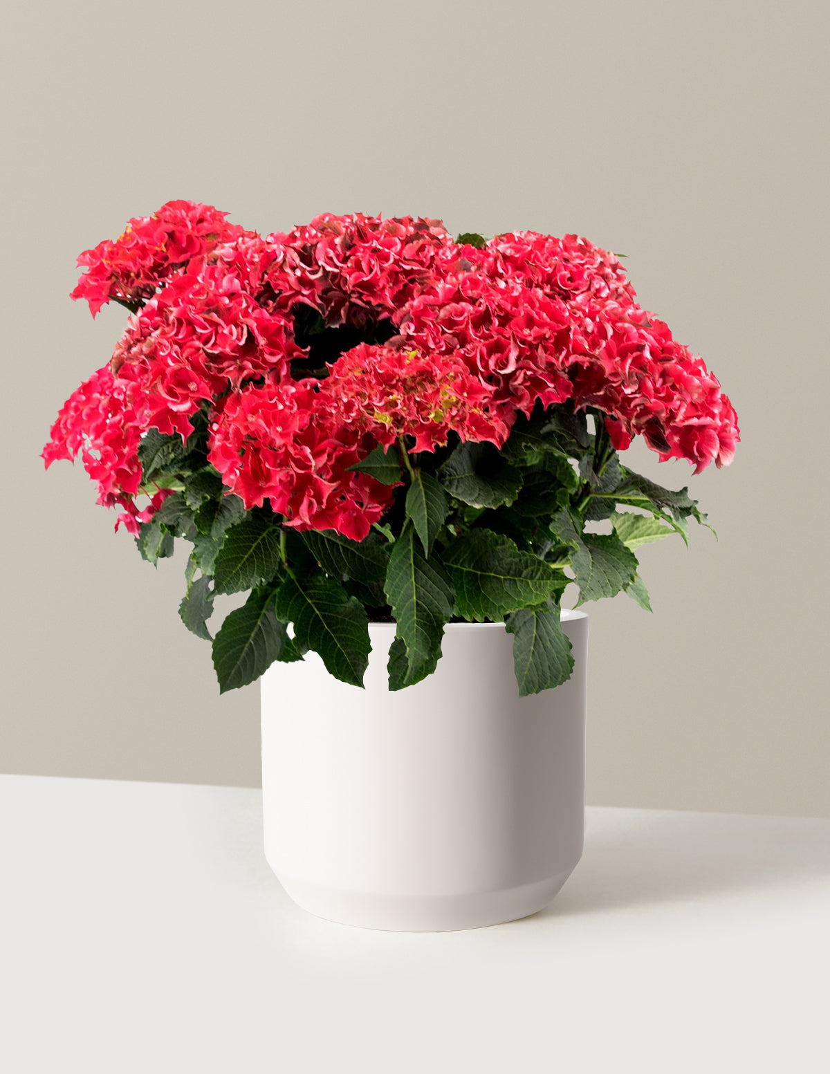 Frill Ride™ Hydrangea