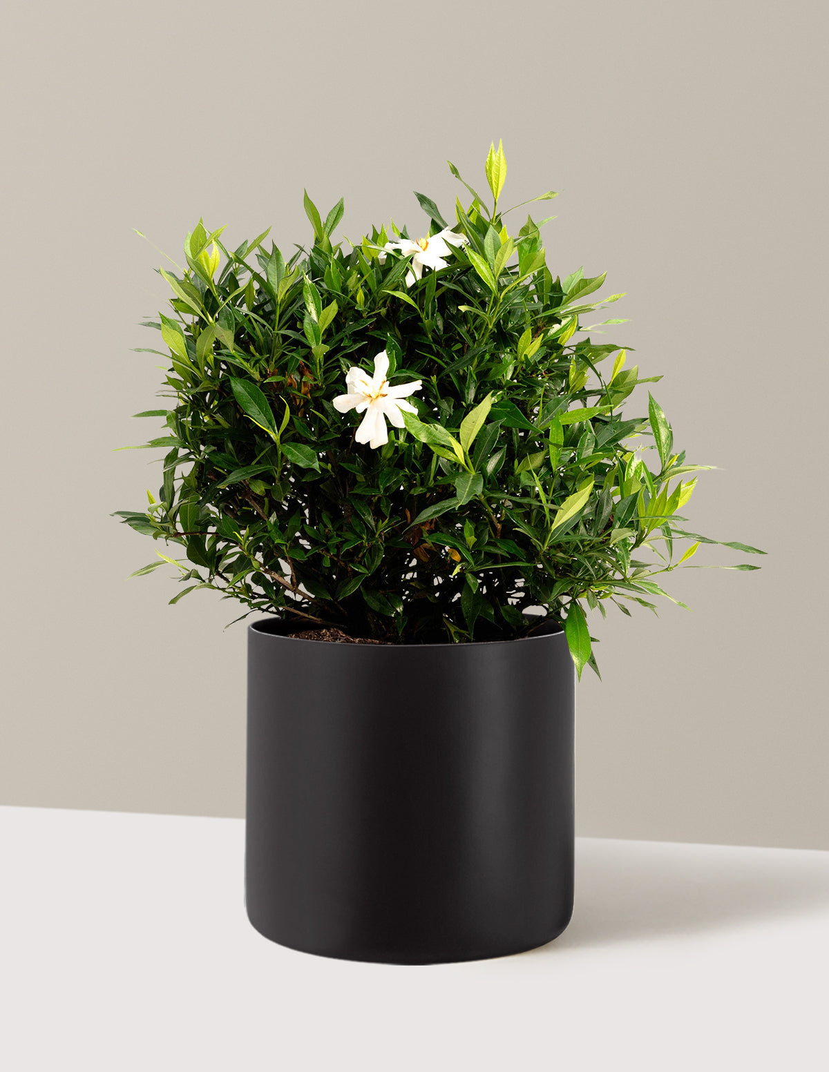 Frost Proof Gardenia