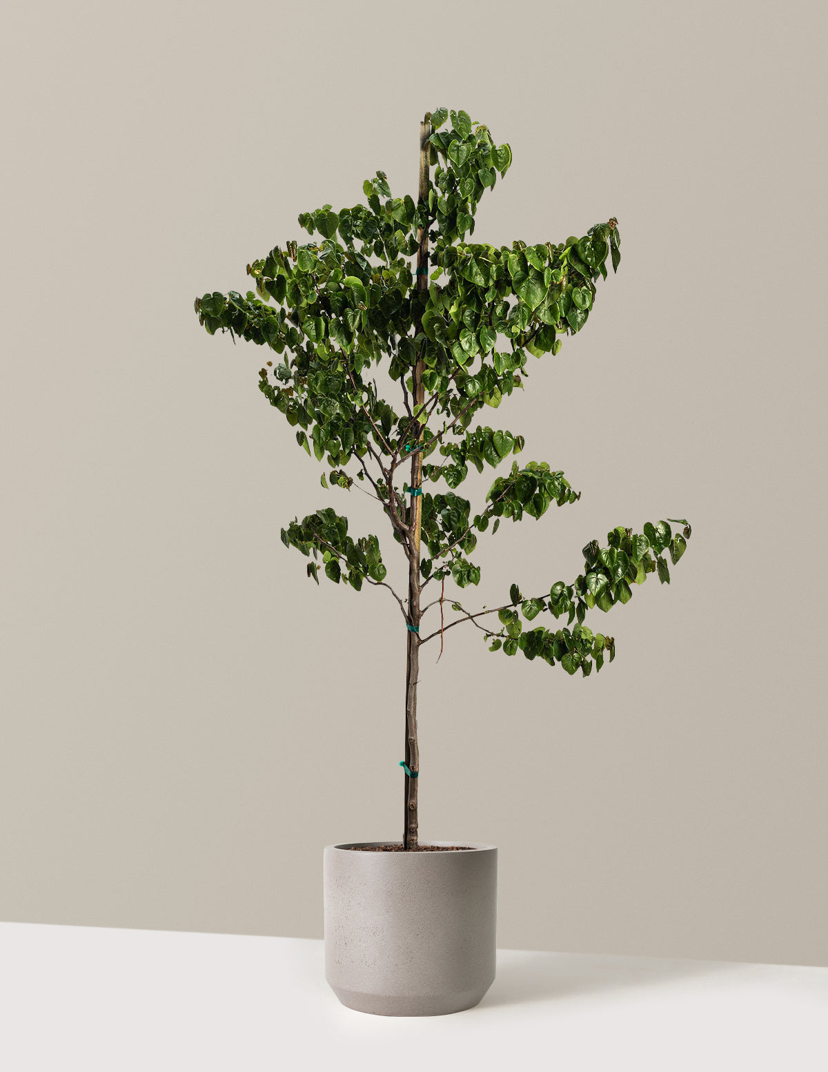 Garden Gems® Emerald Redbud