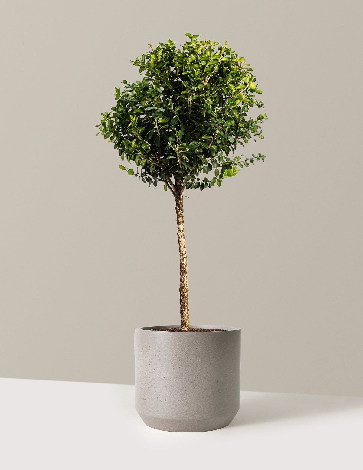 Green Mountain Topiary Boxwood (Ball)