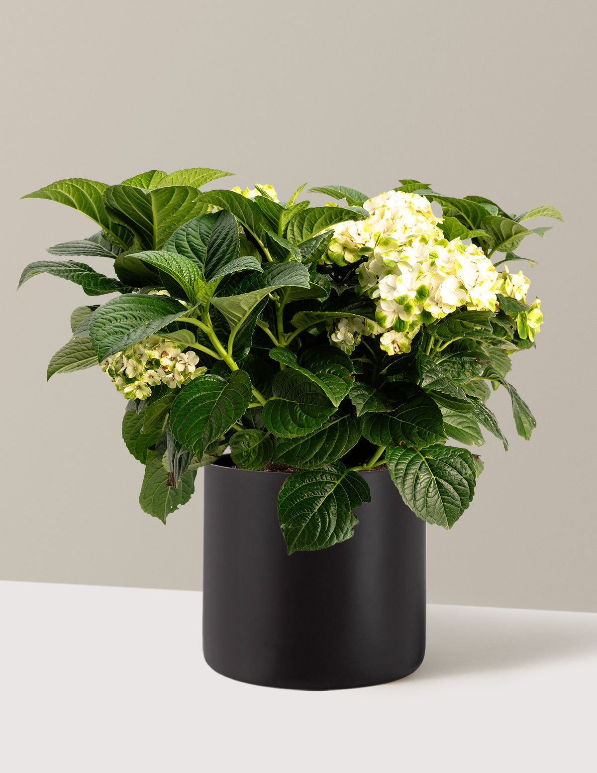 Grin and Tonic™ Reblooming Hydrangea
