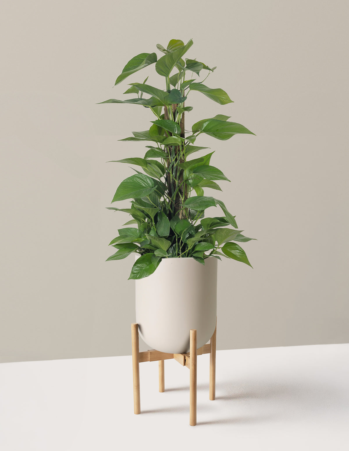 Jade Pothos Totem