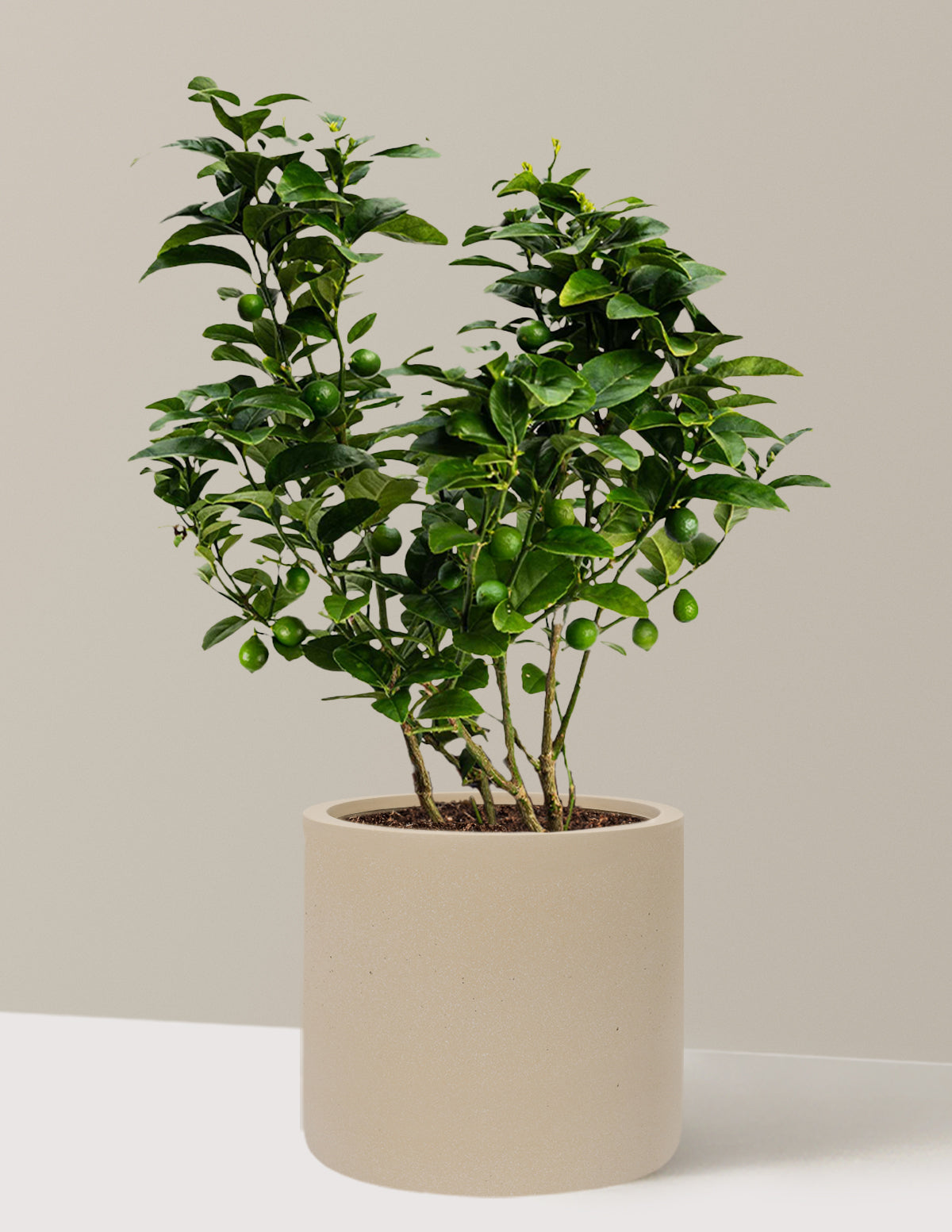 Key Lime Bush