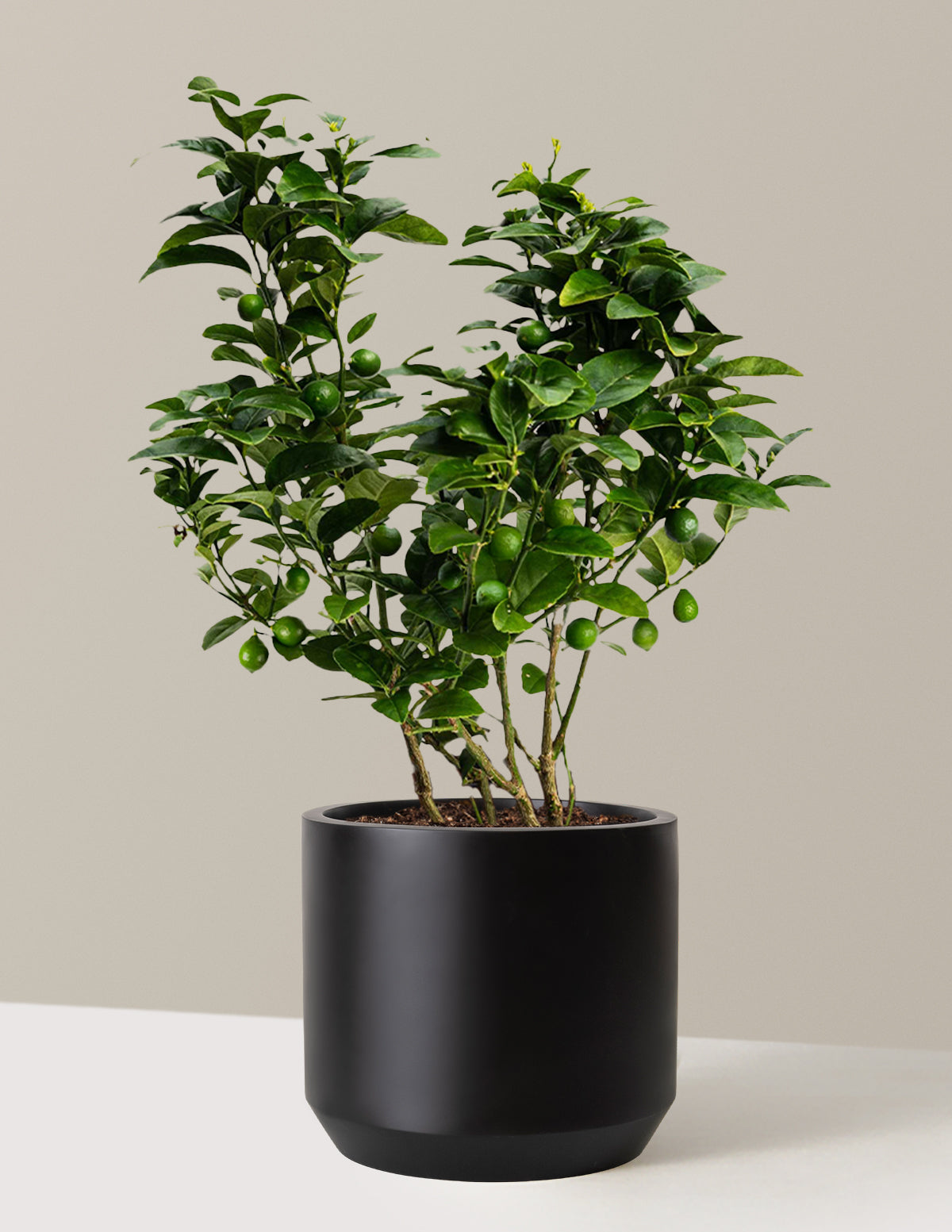Key Lime Bush