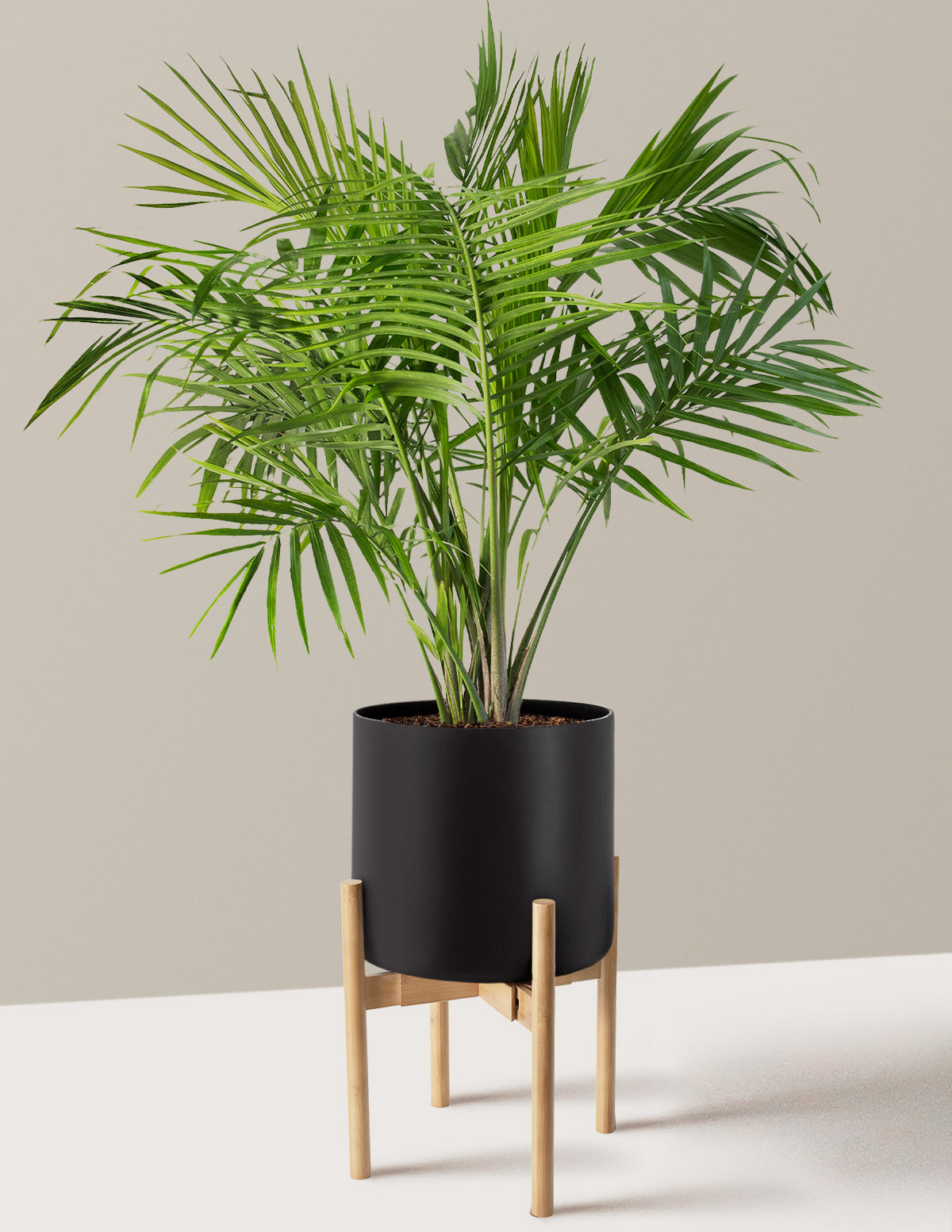 Large Majesty Palm