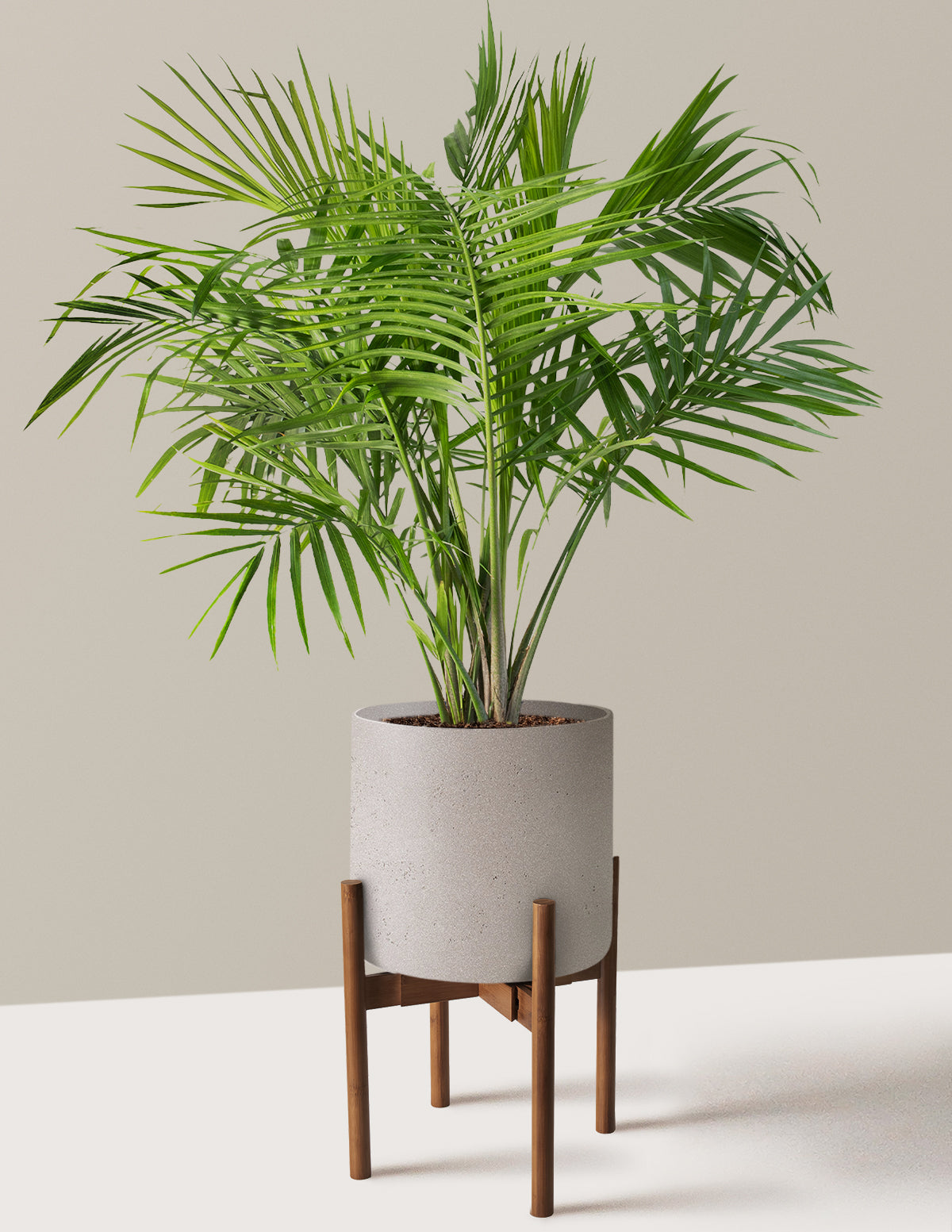 Large Majesty Palm