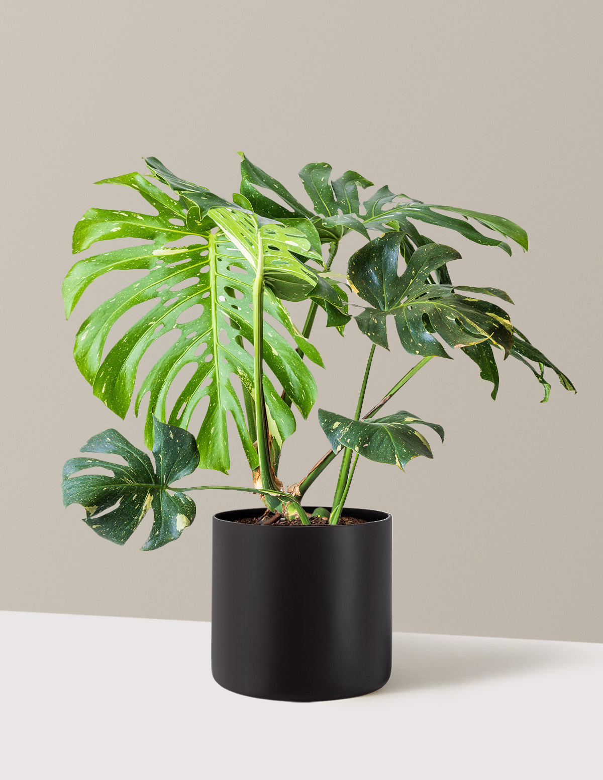 Monstera Thai Constellation