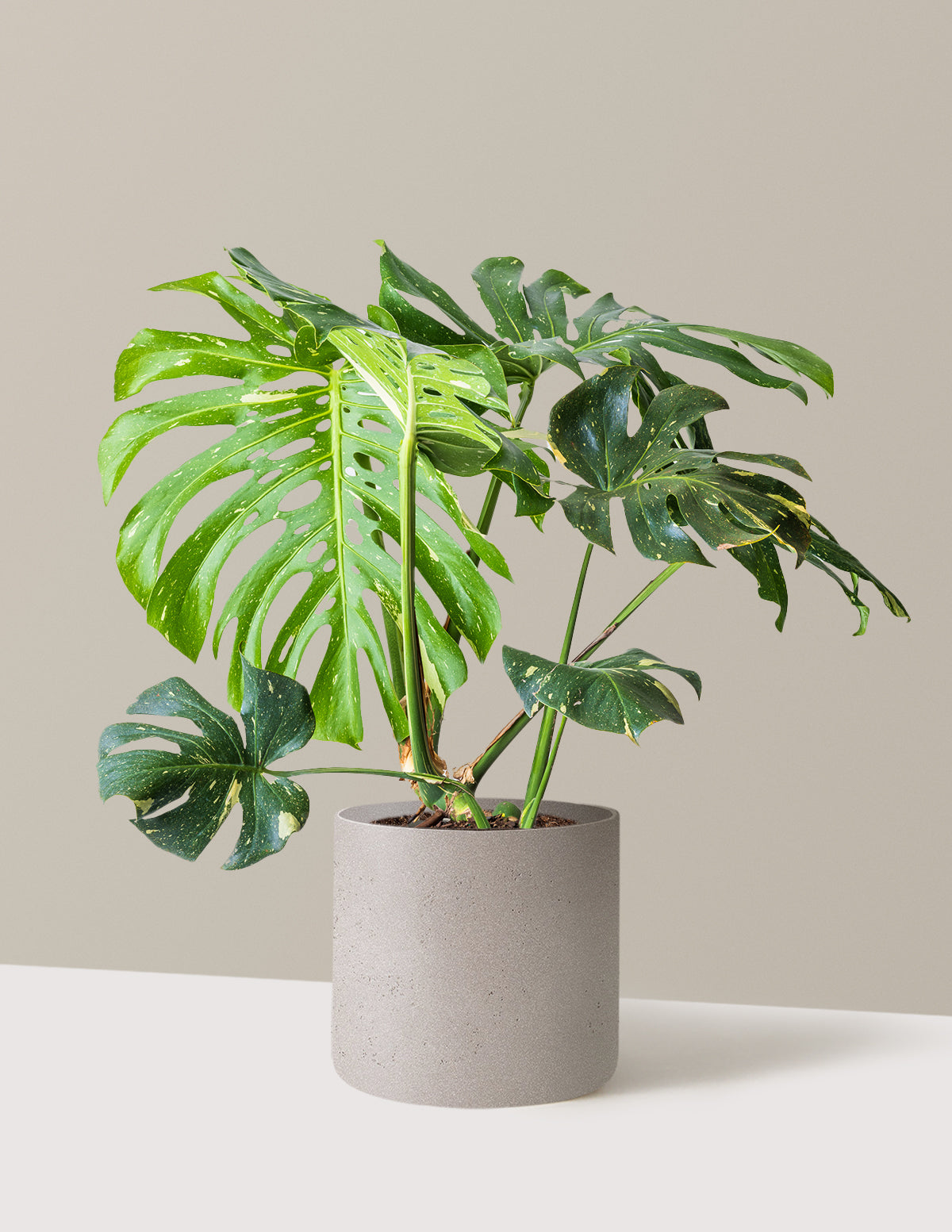 Monstera Thai Constellation