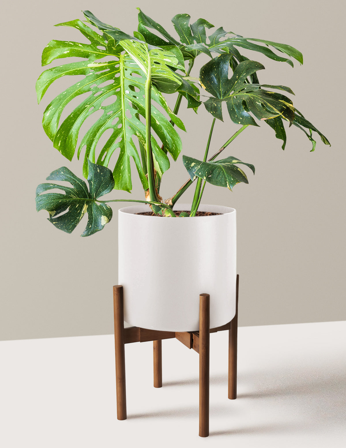 Monstera Thai Constellation