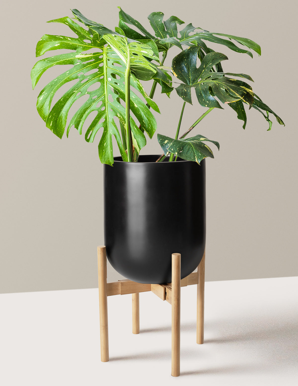 Monstera Thai Constellation