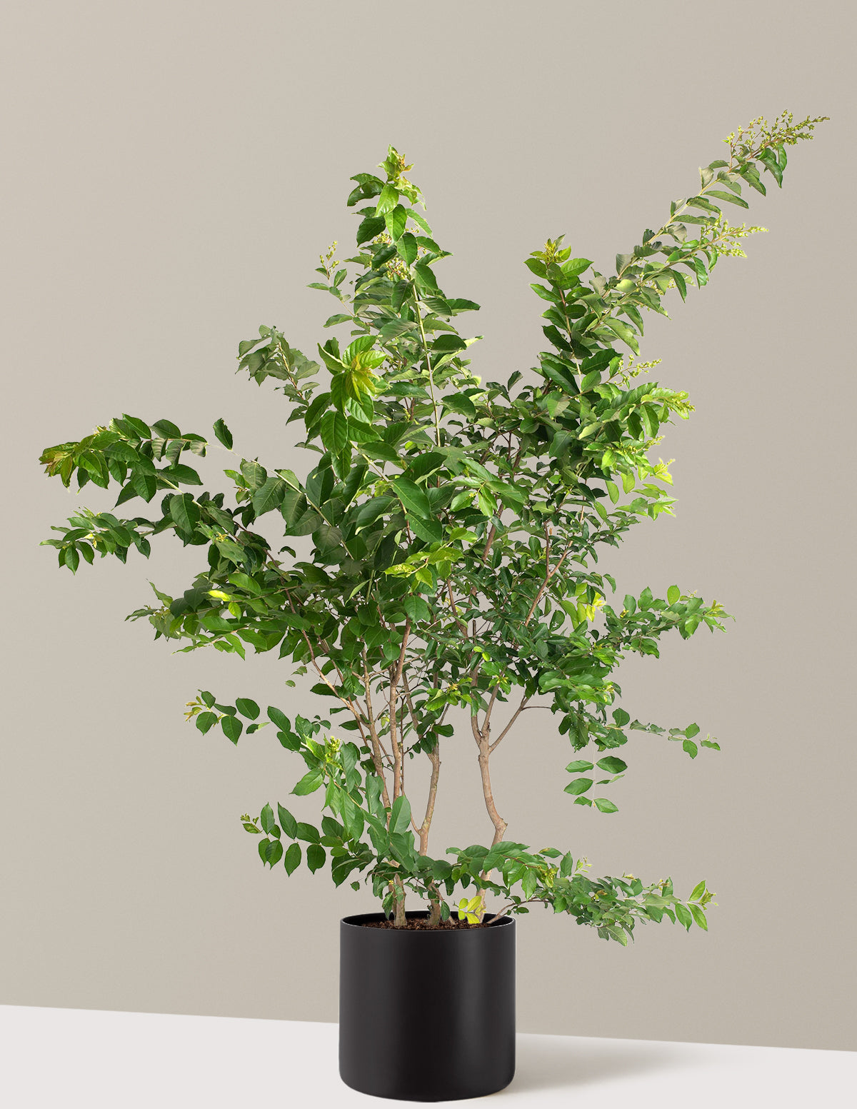 Natchez Crapemyrtle