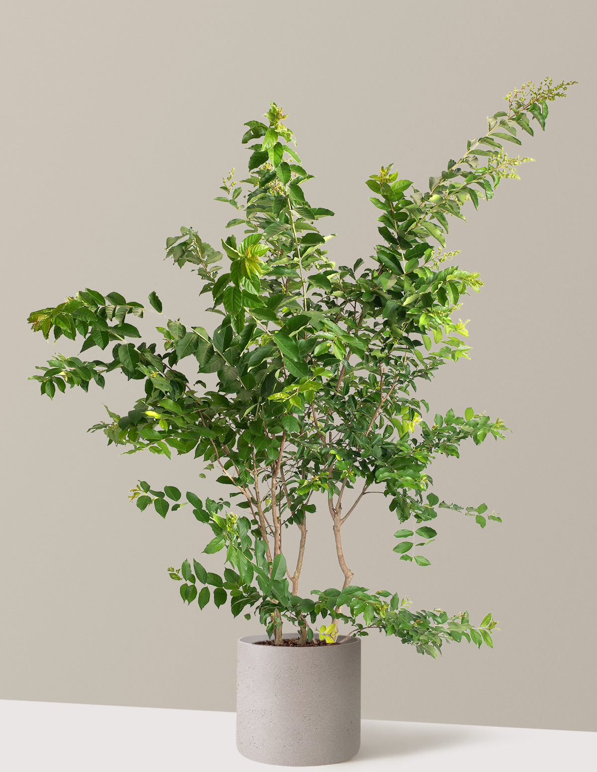 Natchez Crapemyrtle