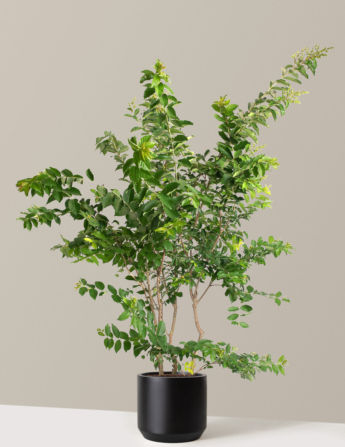 Natchez Crapemyrtle