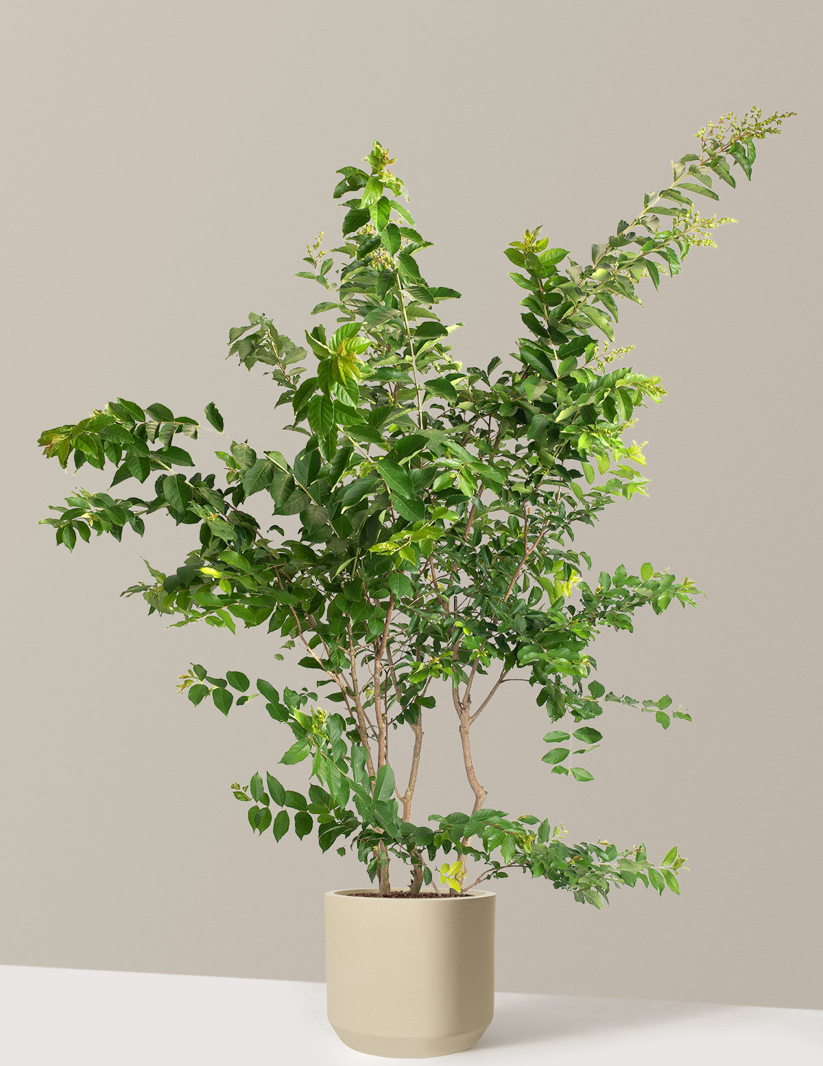 Natchez Crapemyrtle