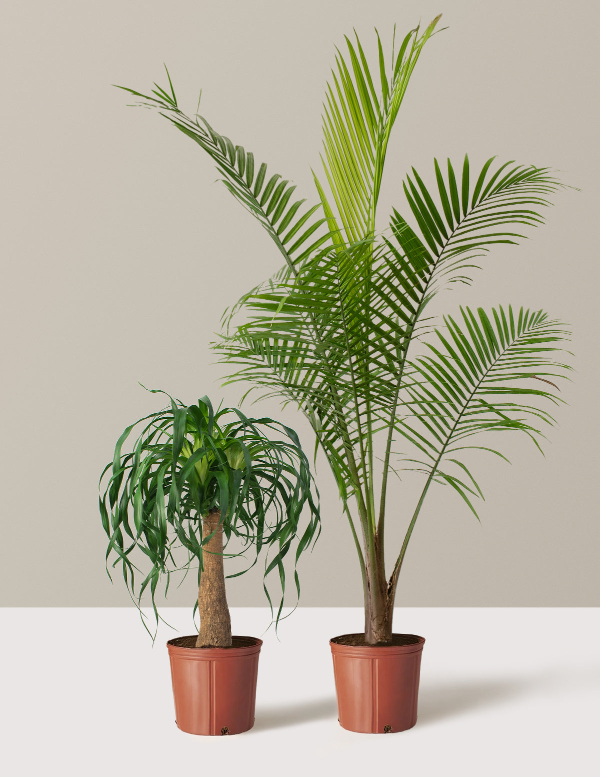 The Palm Bundle