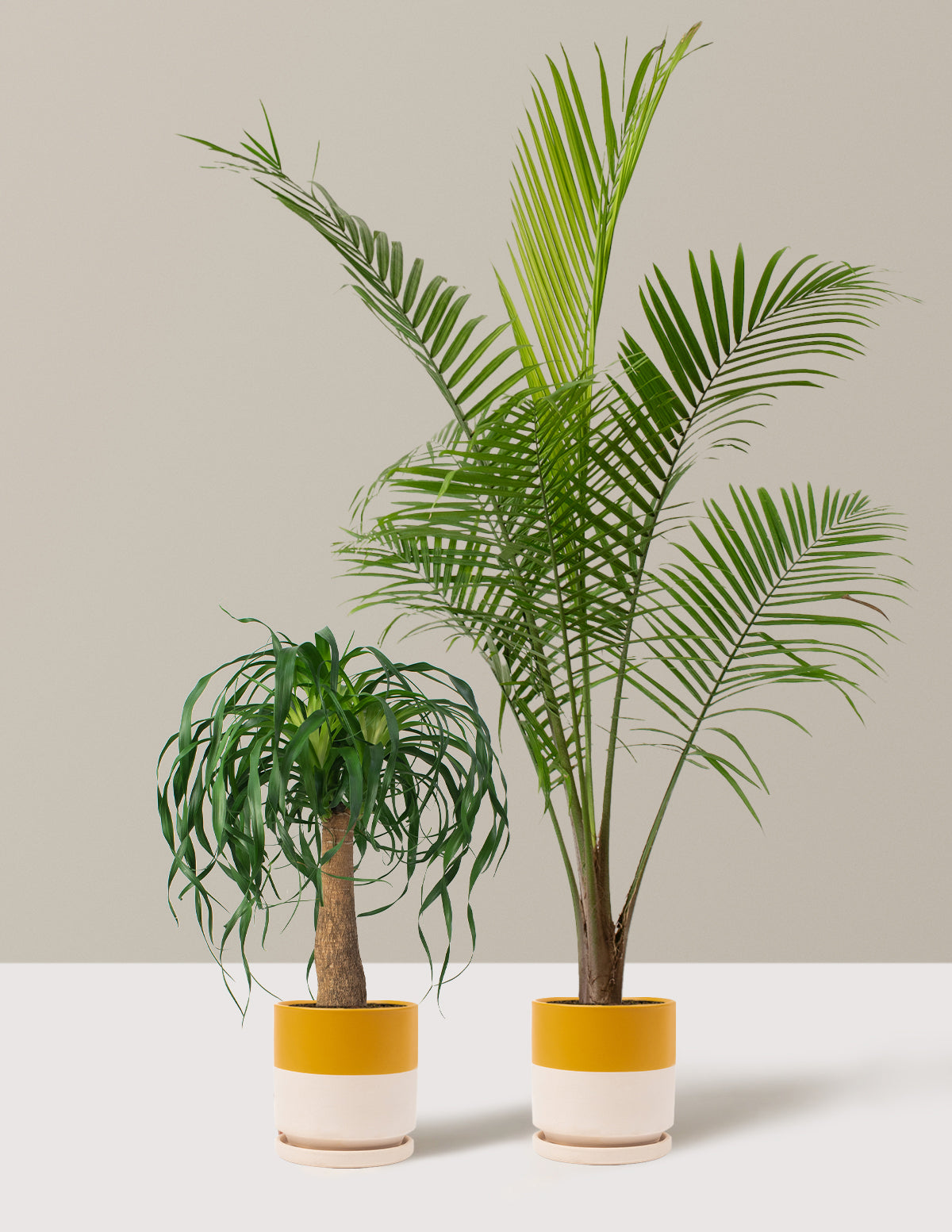 The Palm Bundle
