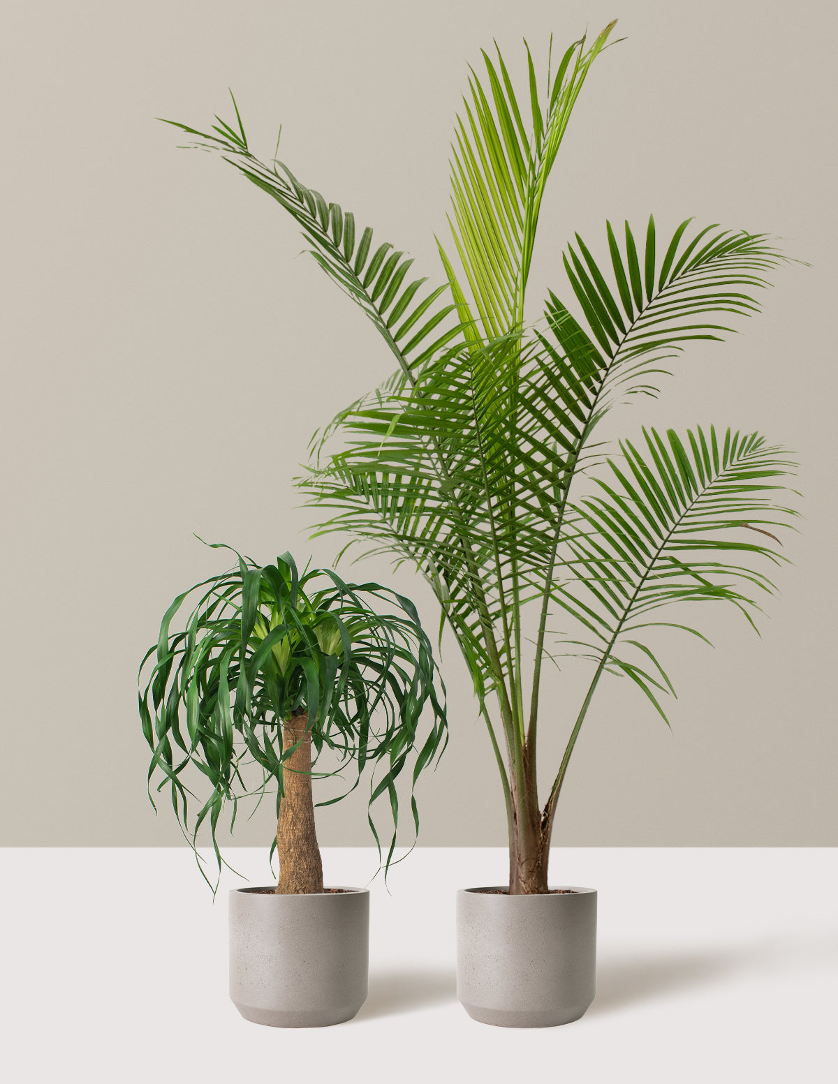The Palm Bundle