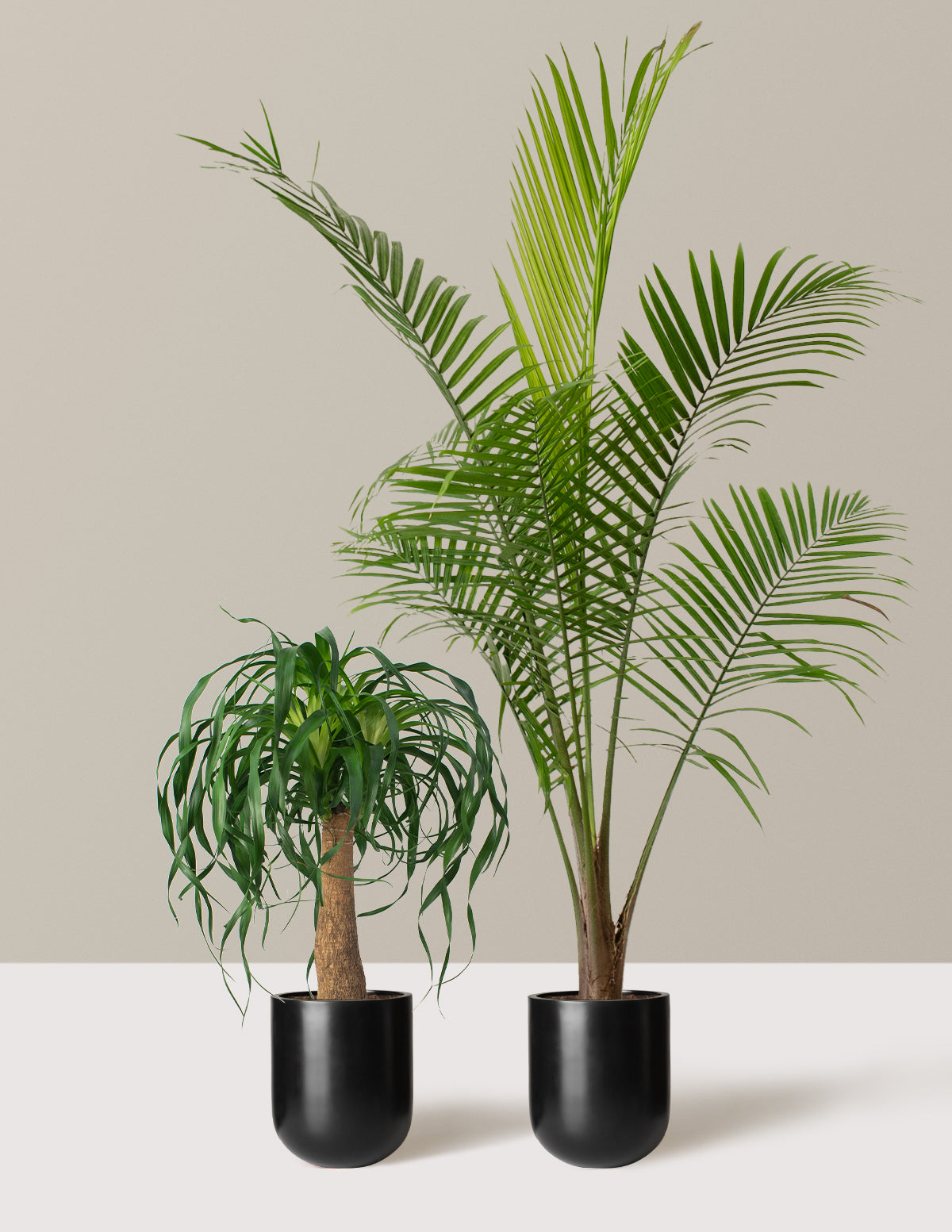 The Palm Bundle
