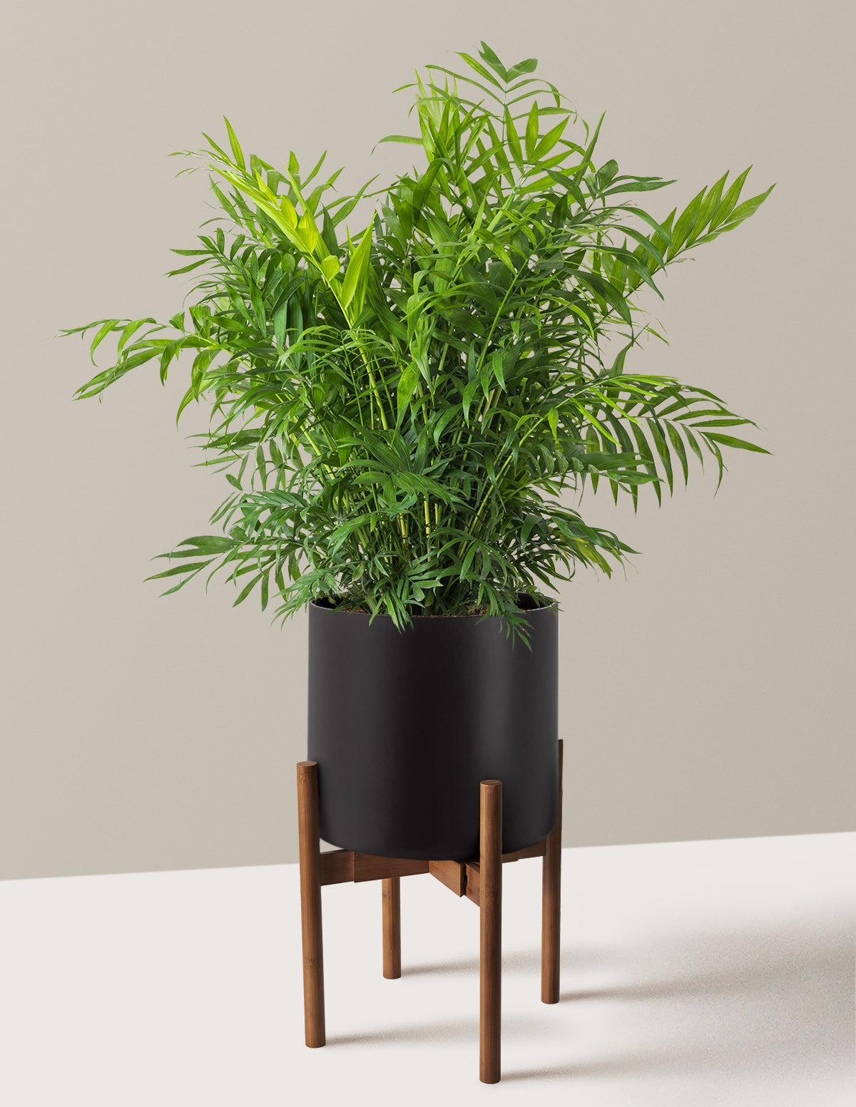 Parlor Palm