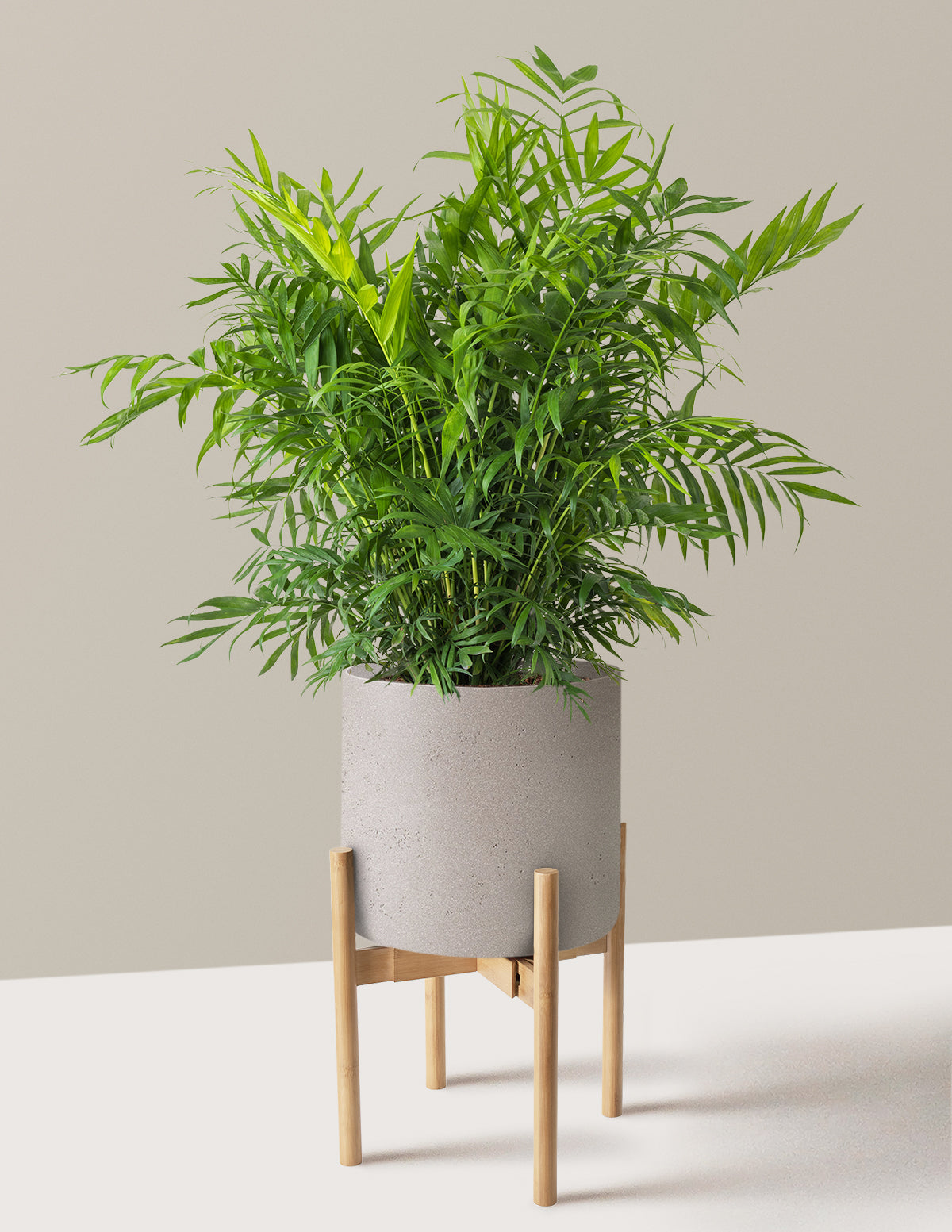 Parlor Palm