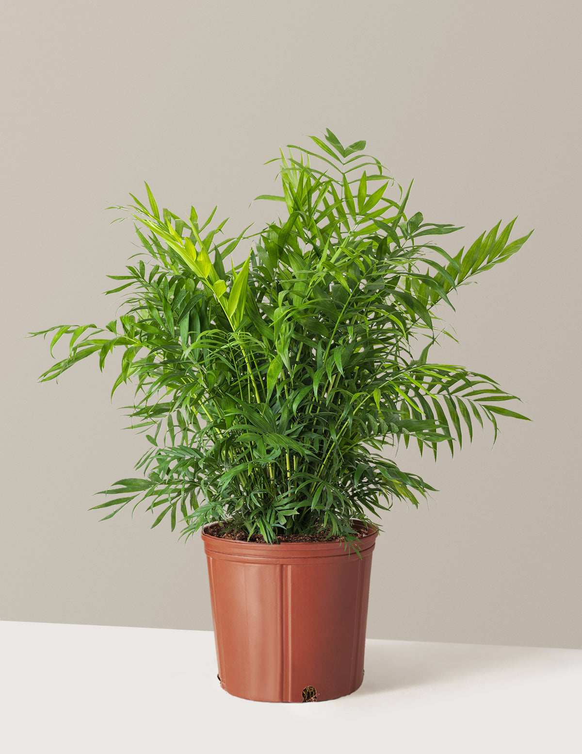 Parlor Palm