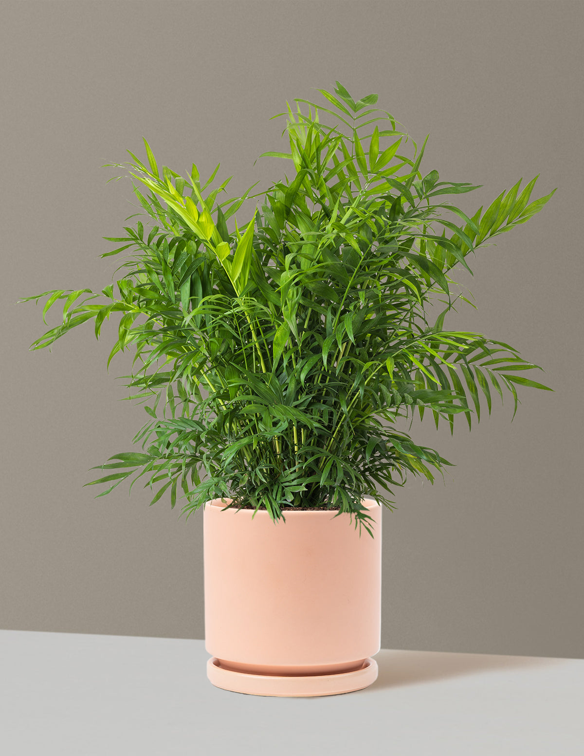 Parlor Palm