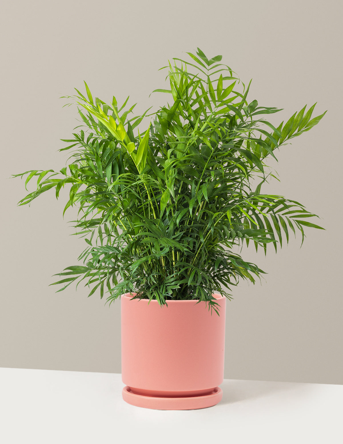 Parlor Palm