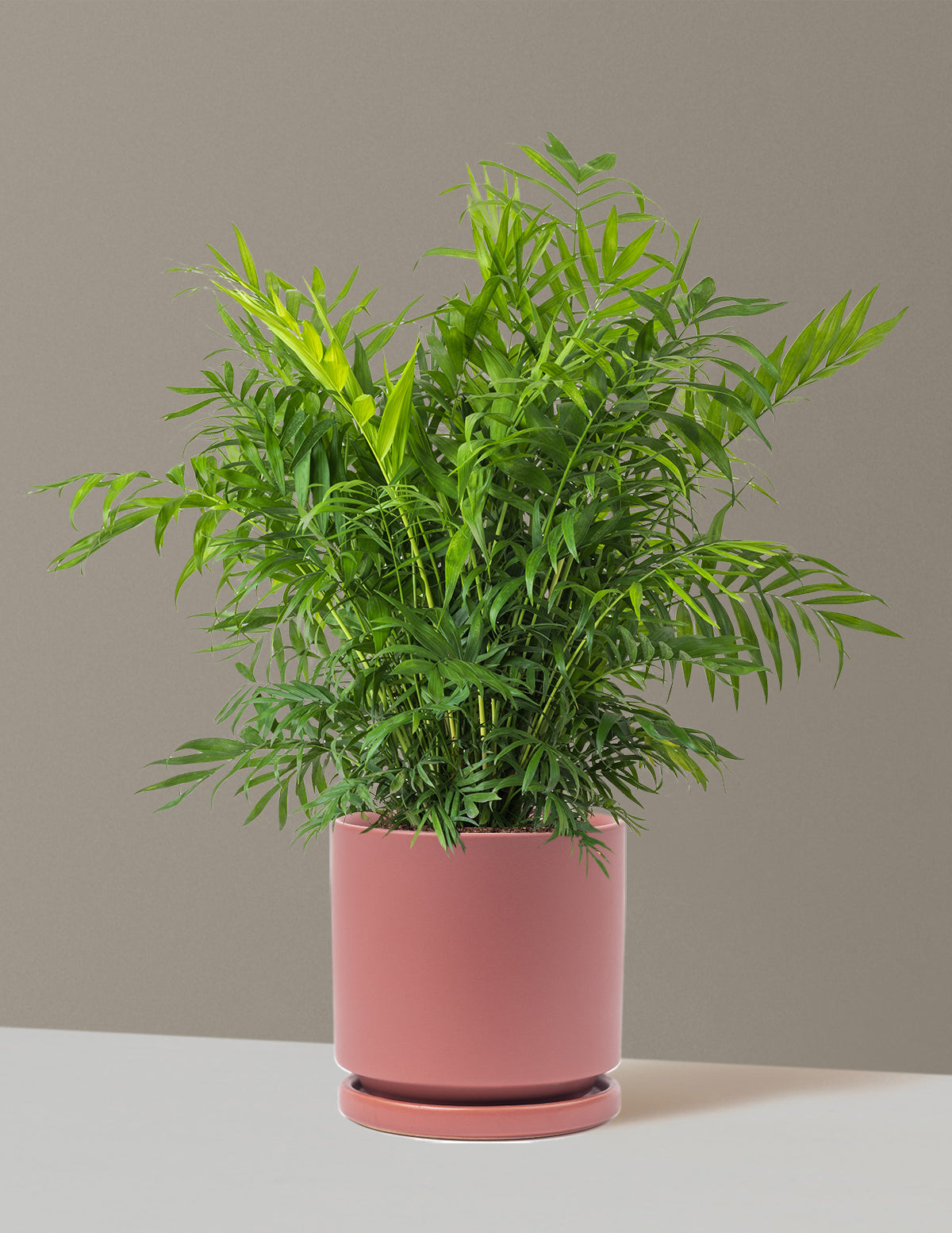 Parlor Palm