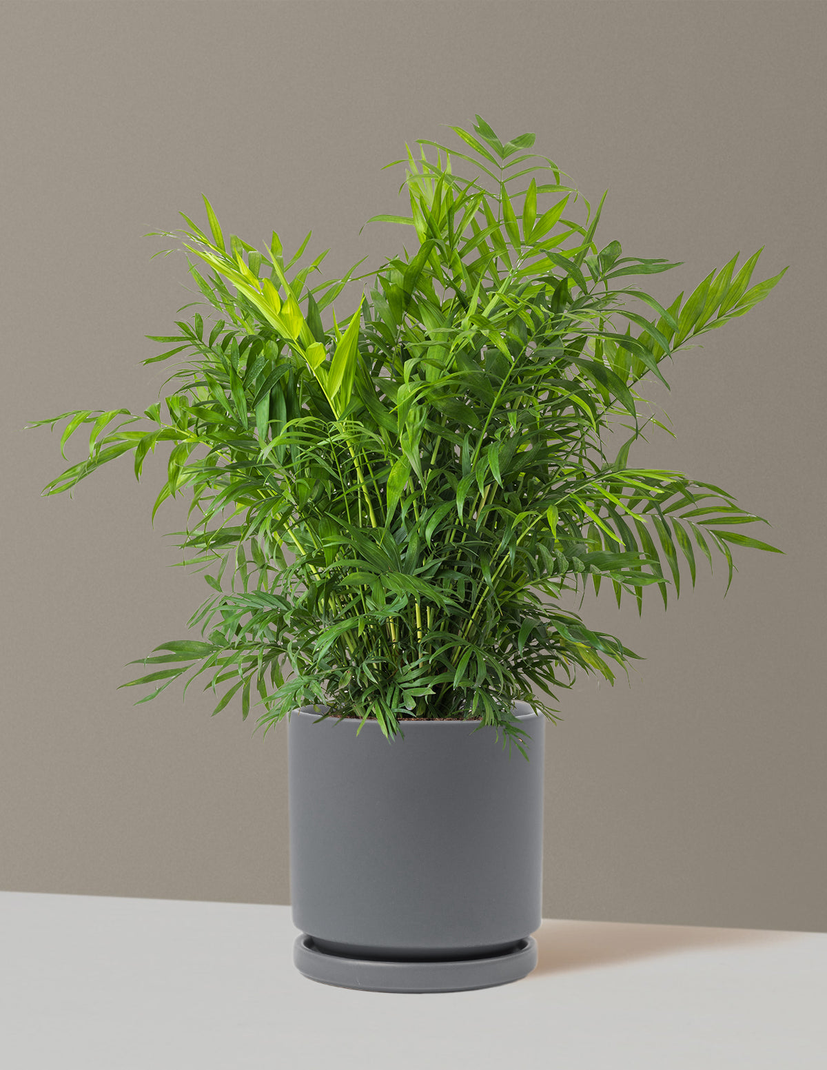 Parlor Palm