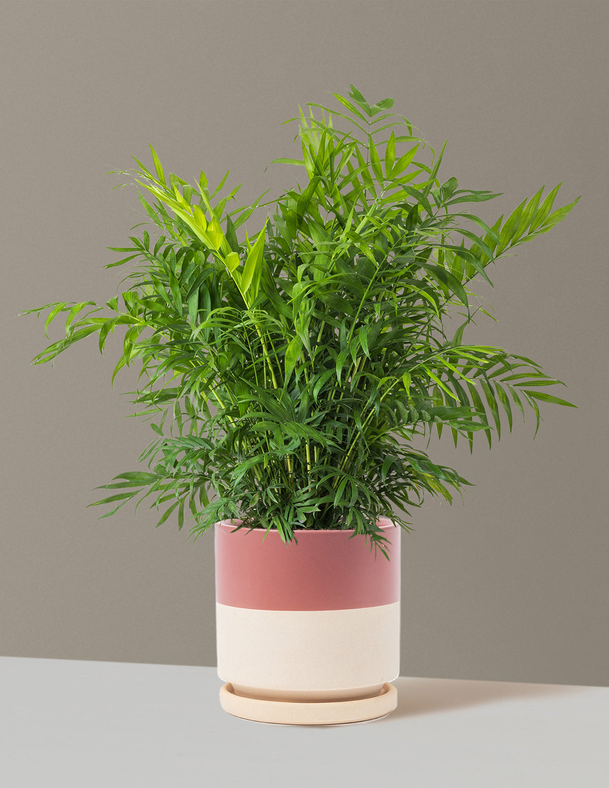 Parlor Palm