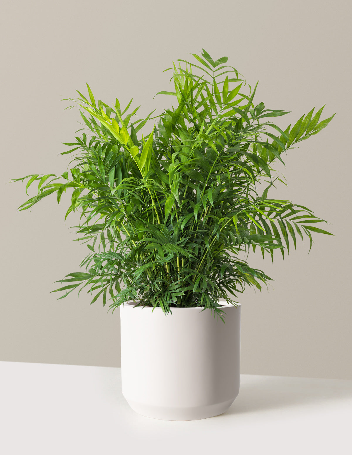 Parlor Palm