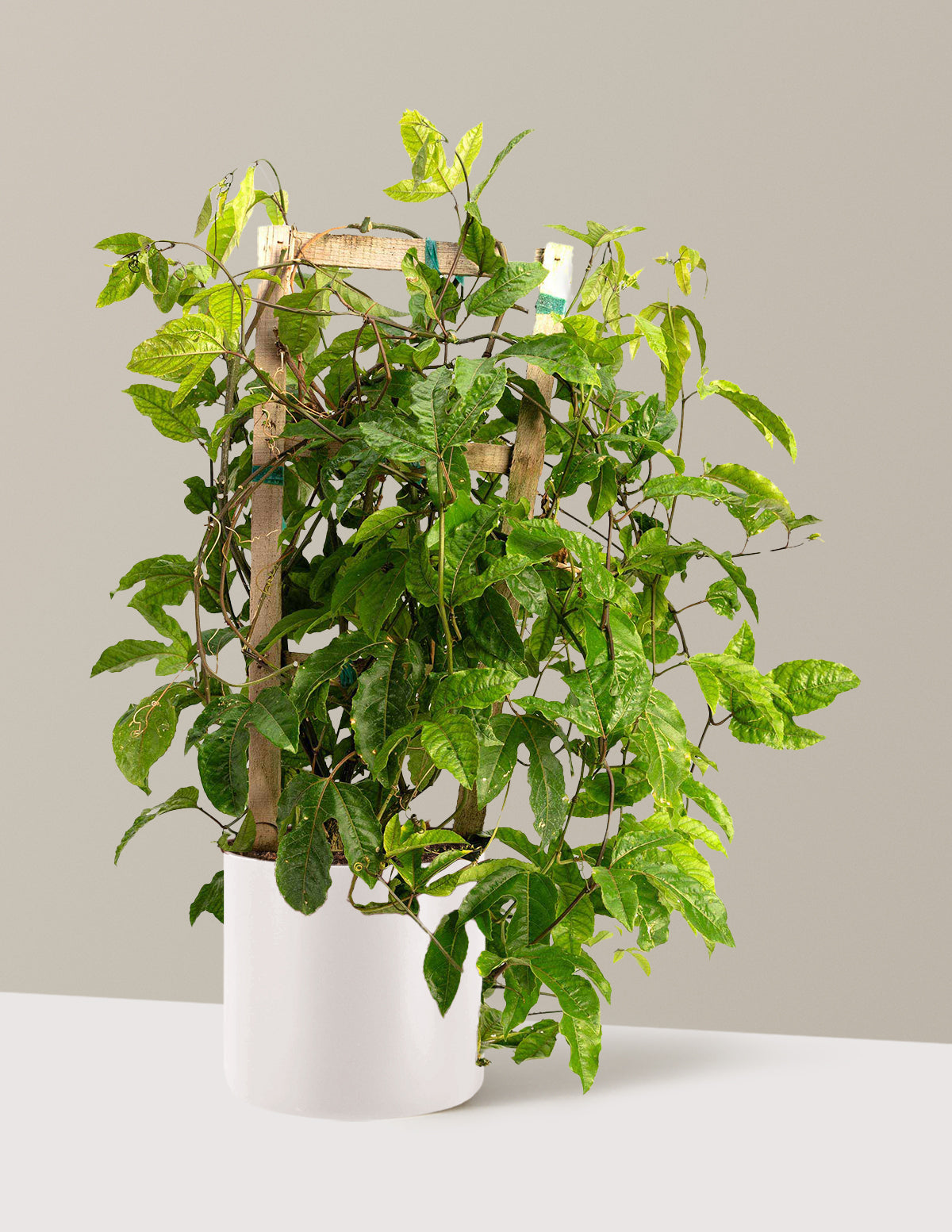 Passion Fruit Vine
