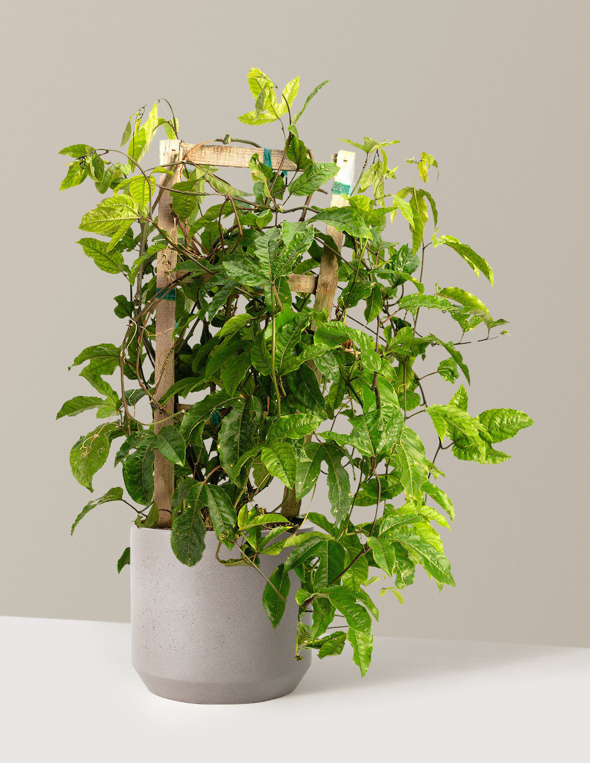 Passion Fruit Vine